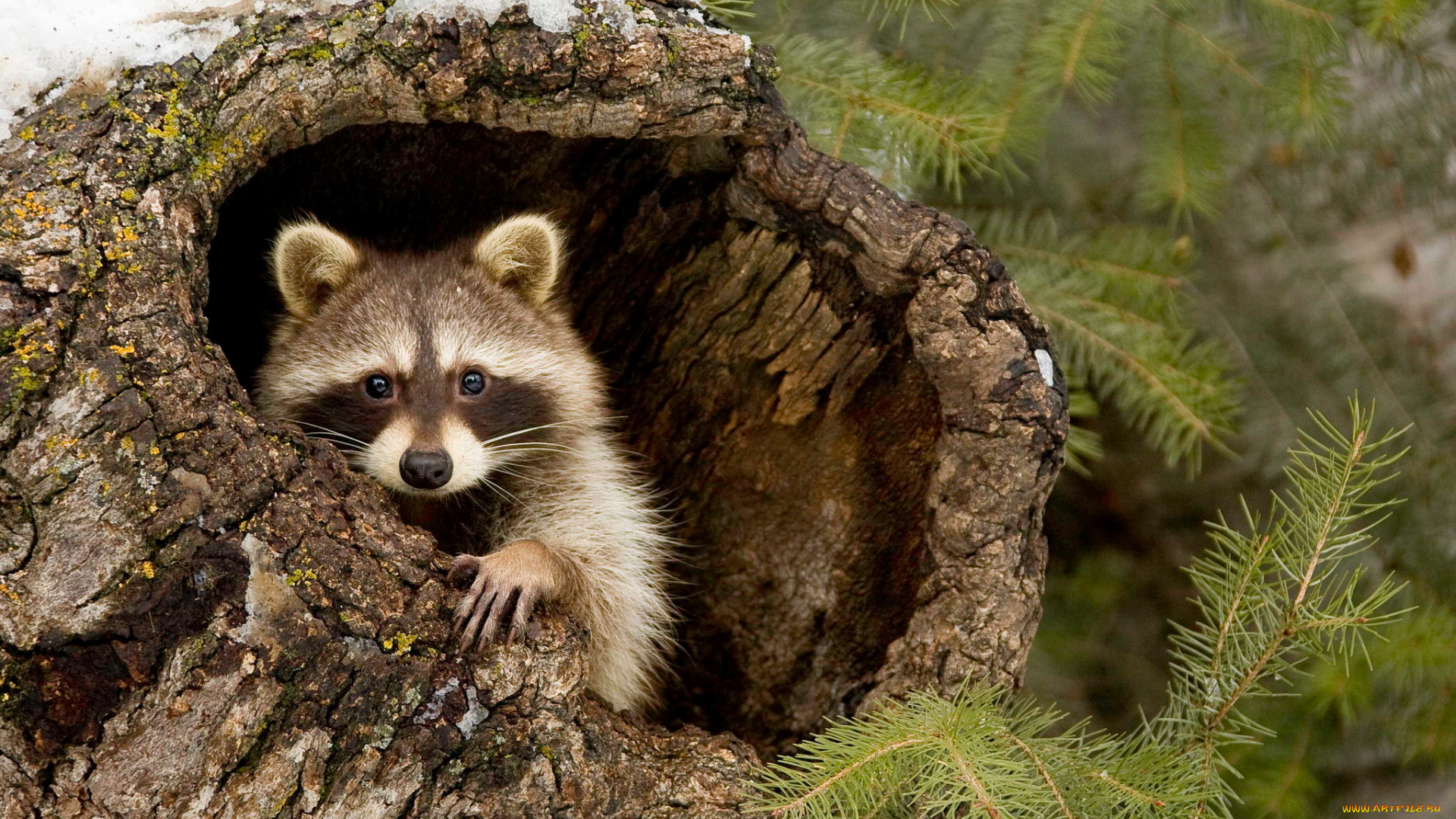 животные, еноты, енот, лес, дерево, ветки, снег