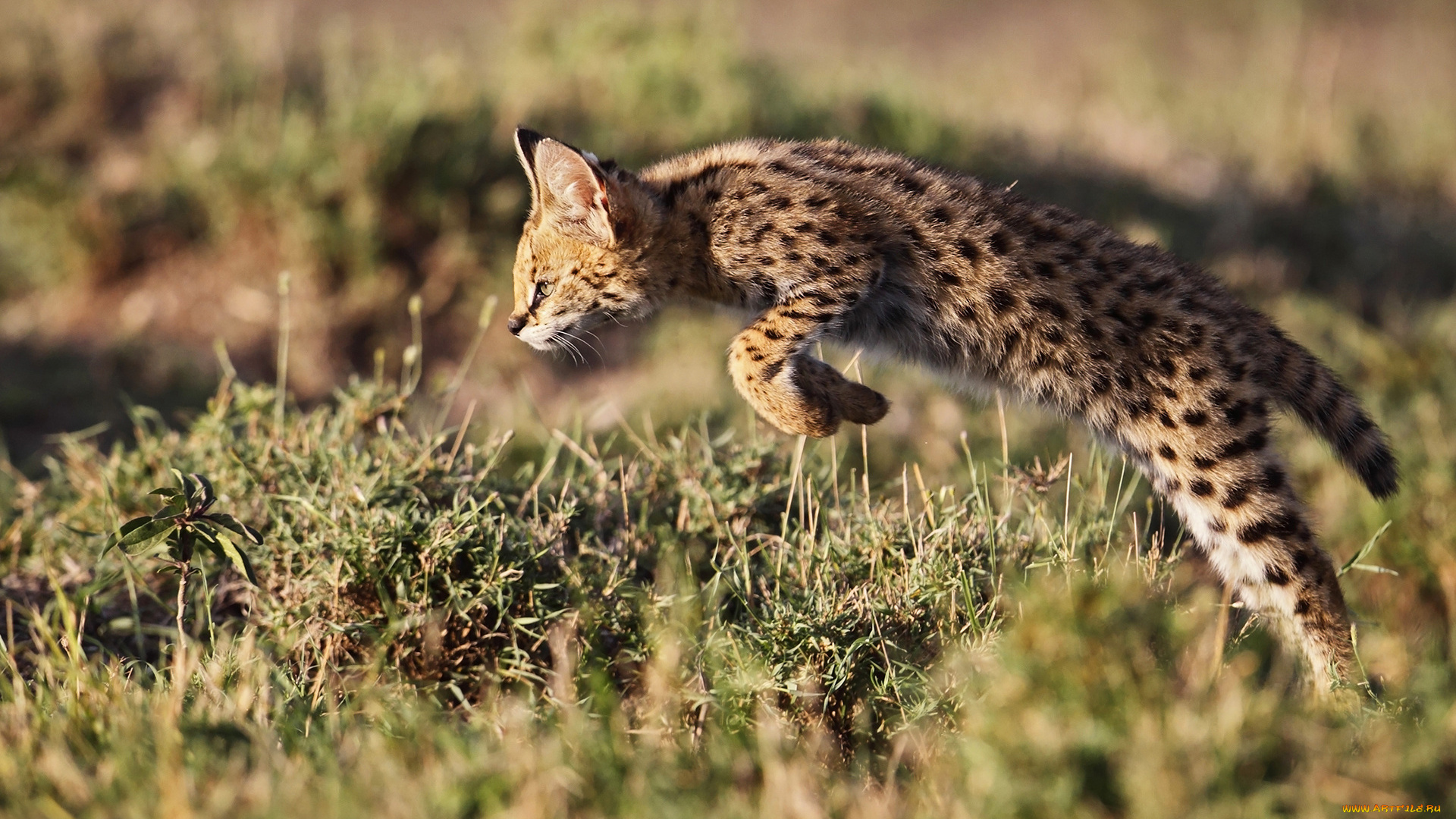 животные, сервалы, африка, кения, сервал, кустарниковая, кошк, leptailurus, serval, прыжок