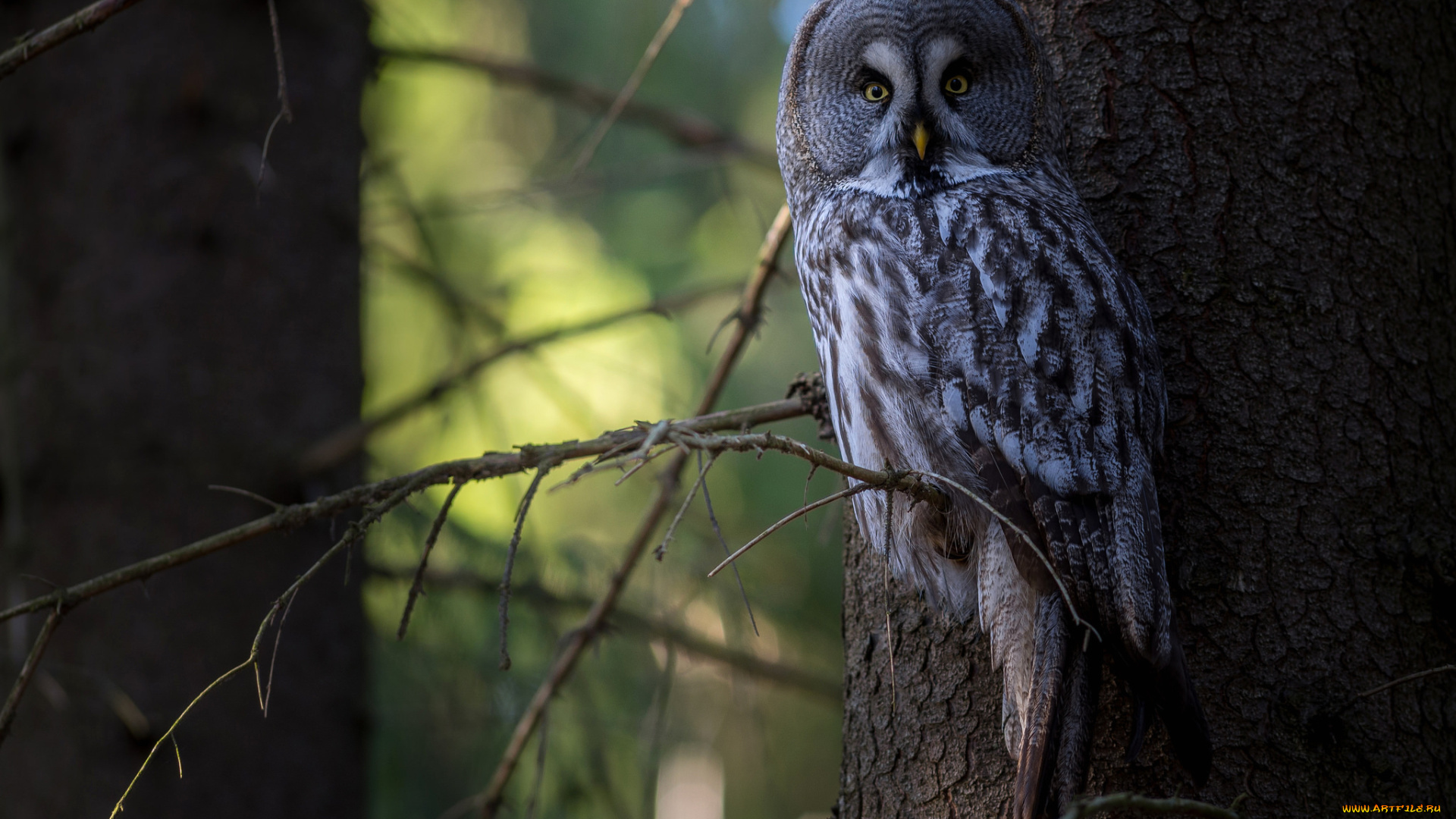 животные, совы, птица, сова, лес, деревья