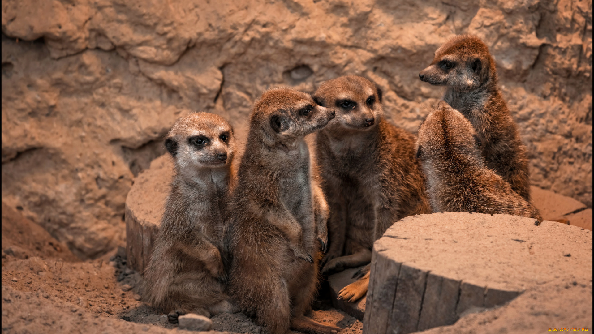 животные, сурикаты, компашка