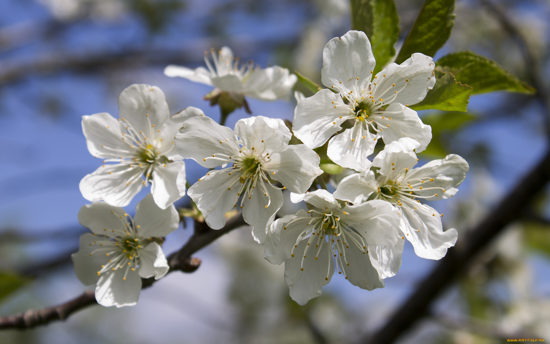 цветы, цветущие, деревья, , , кустарники, ветка