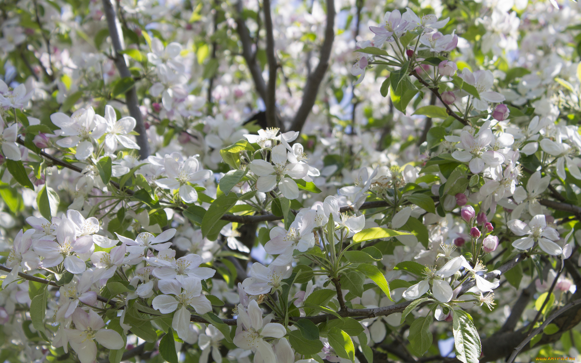 цветы, цветущие, деревья, , , кустарники, ветка