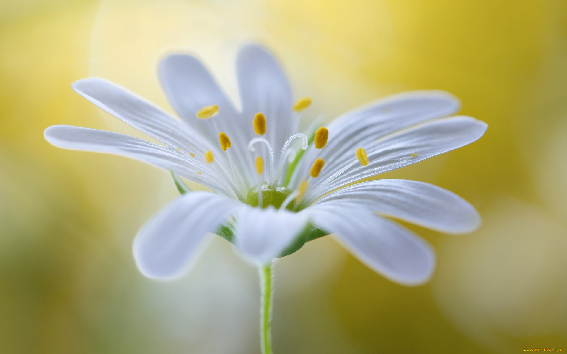 цветы, луговые, , полевые, , цветы, цветок, лепестки, тычинки, стебель, растение