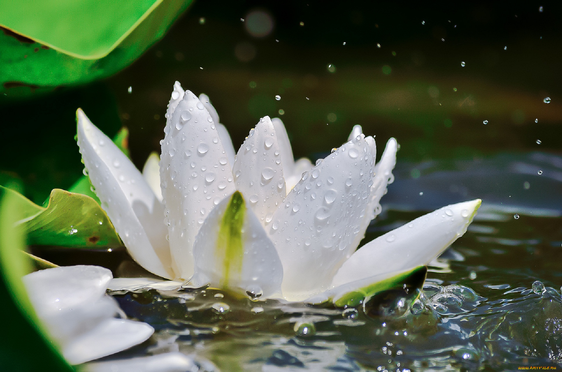 цветы, лилии, водяные, , нимфеи, , кувшинки, вода, лилия, макро, цветок, капли