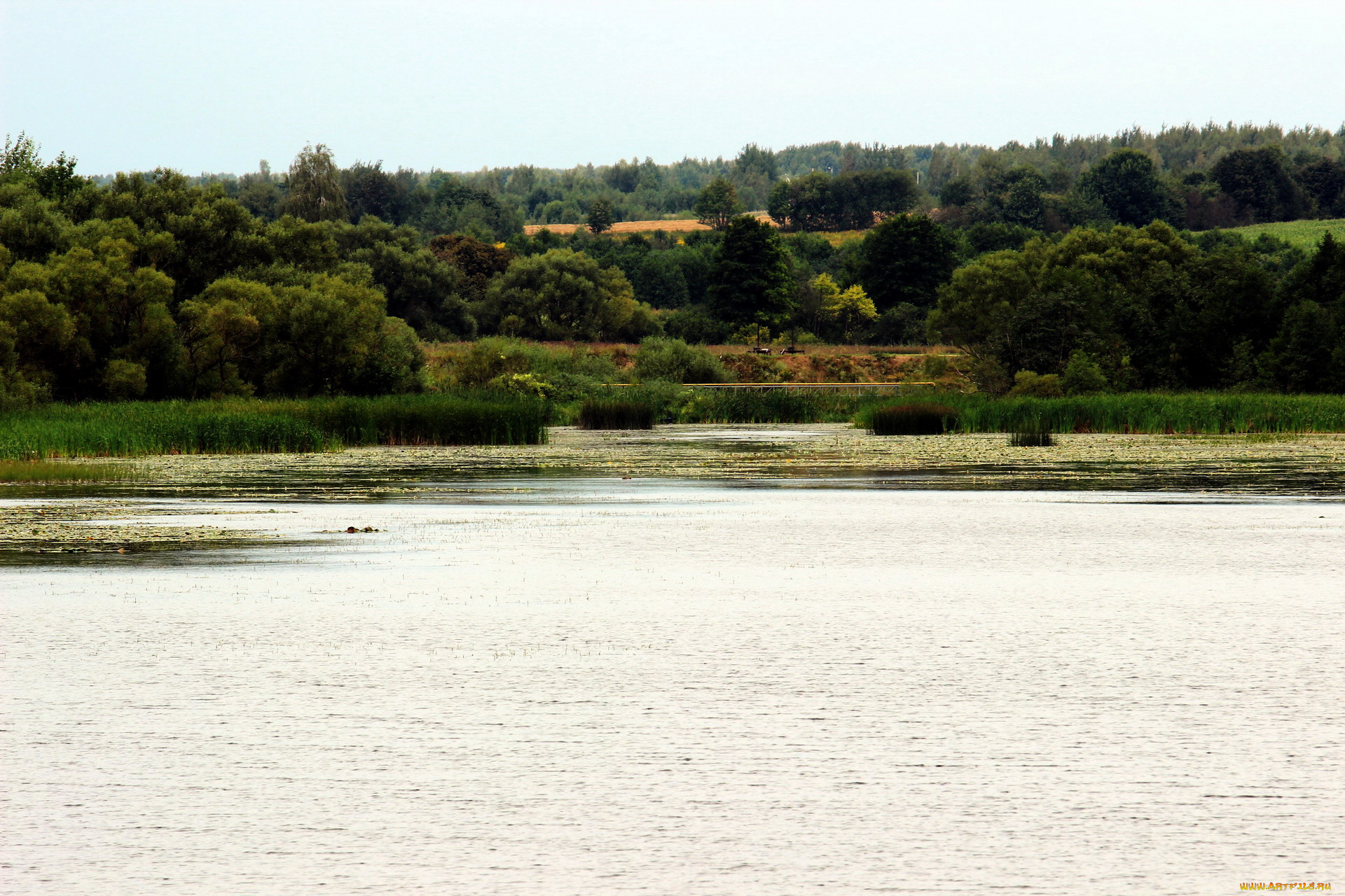 природа, реки, озера, камыши