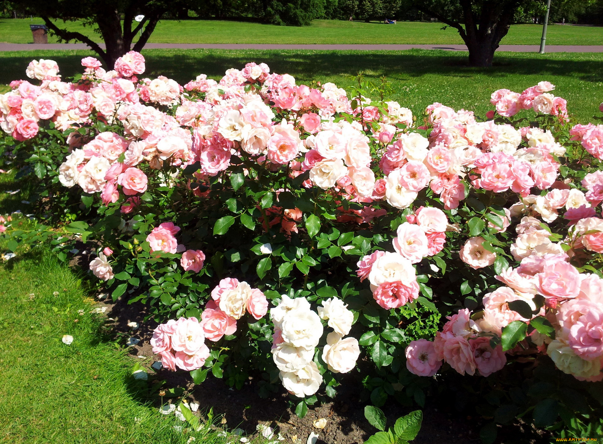 цветы, розы, розарий