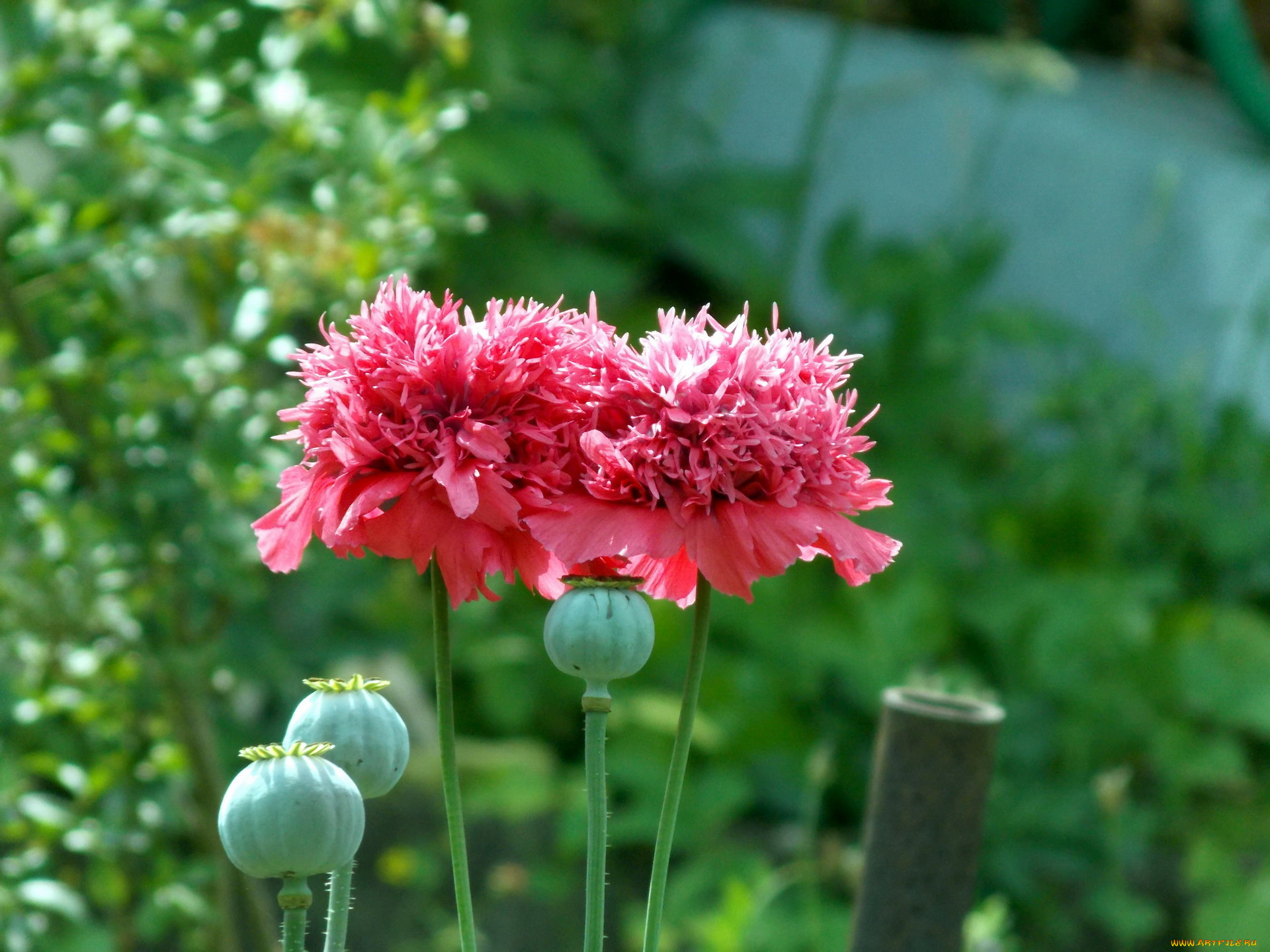 цветы, маки, мохнатый