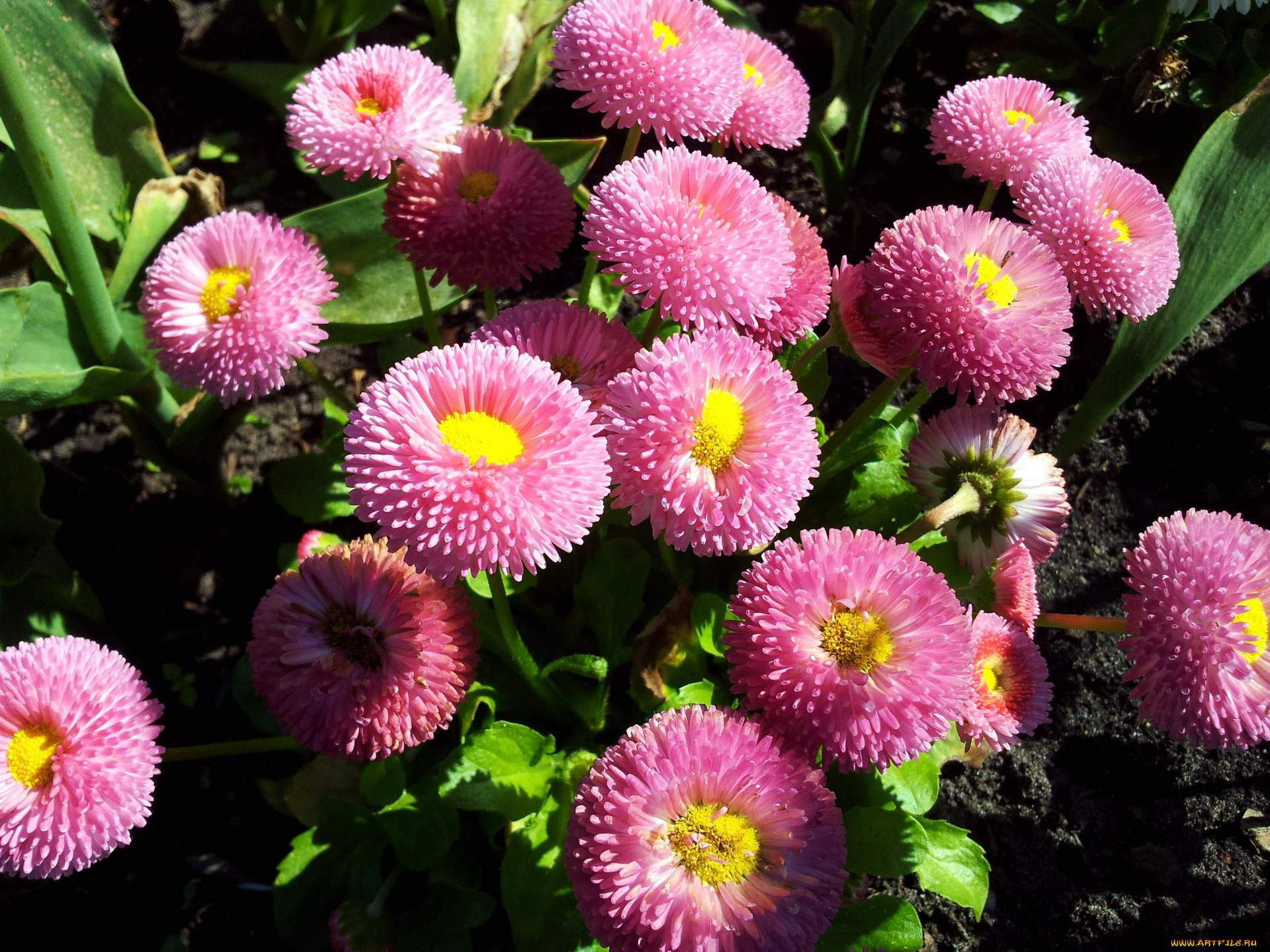 цветы, маргаритки, розовый