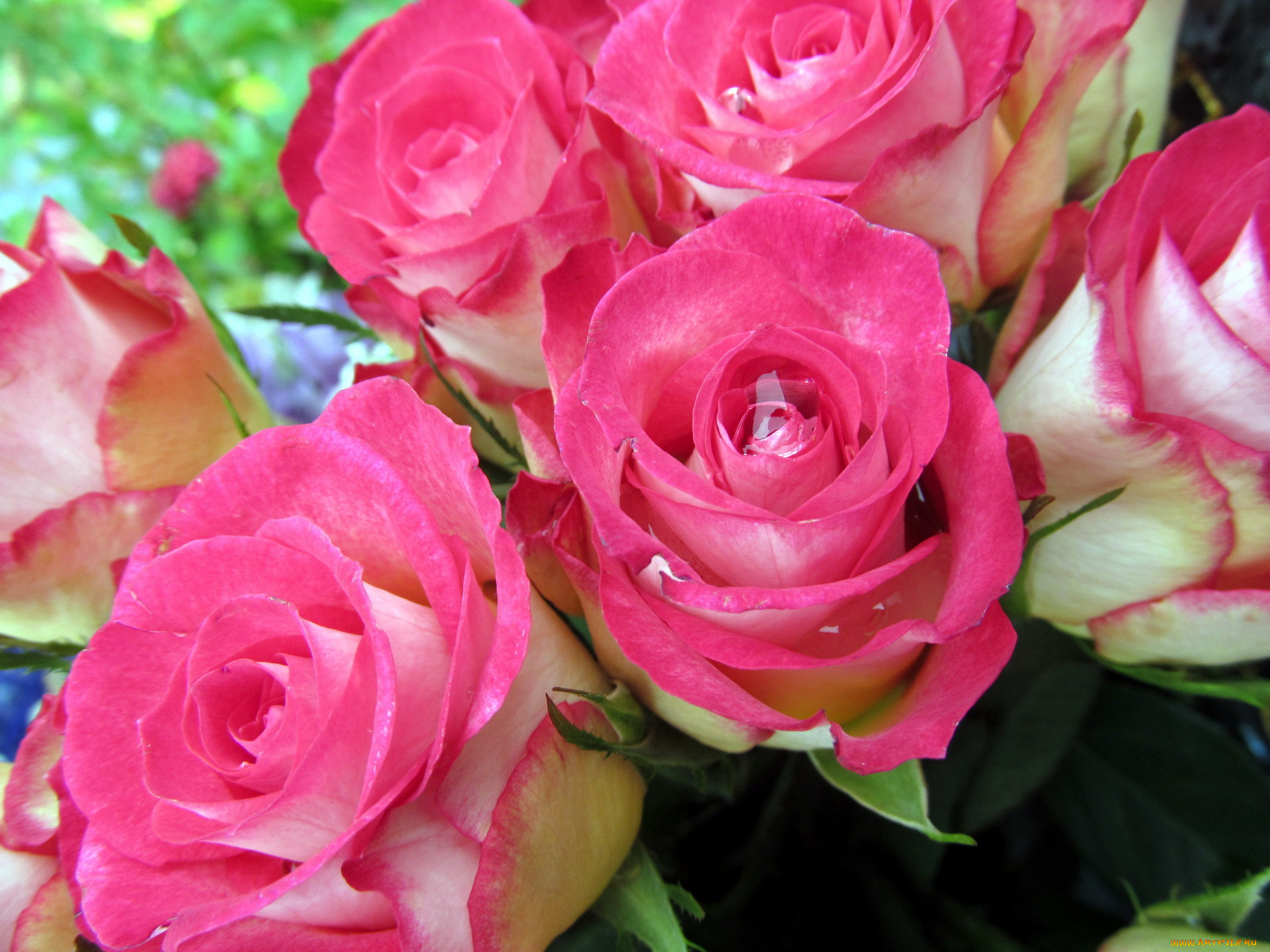 цветы, розы, нежный