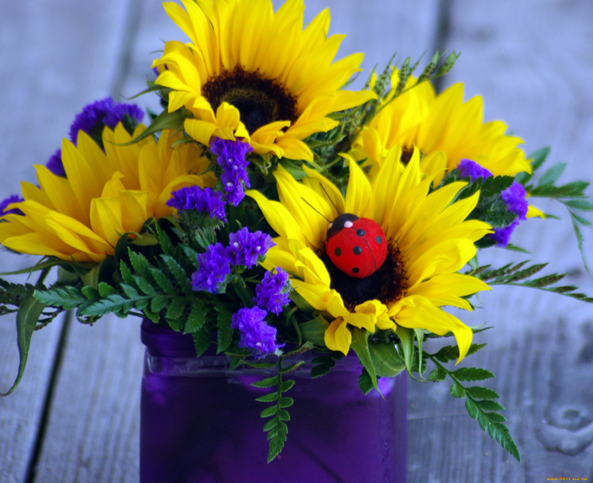 цветы, букеты, , композиции, коровка, божья, подсолнух