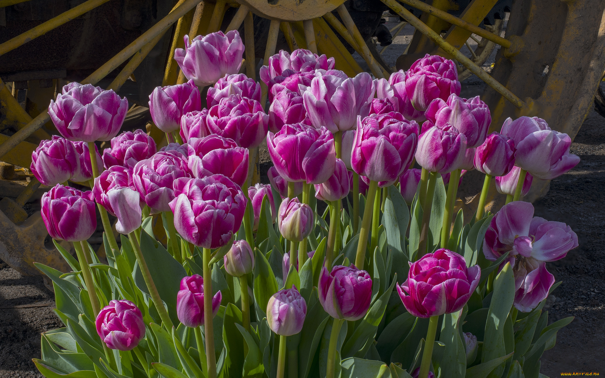 цветы, тюльпаны, бутоны