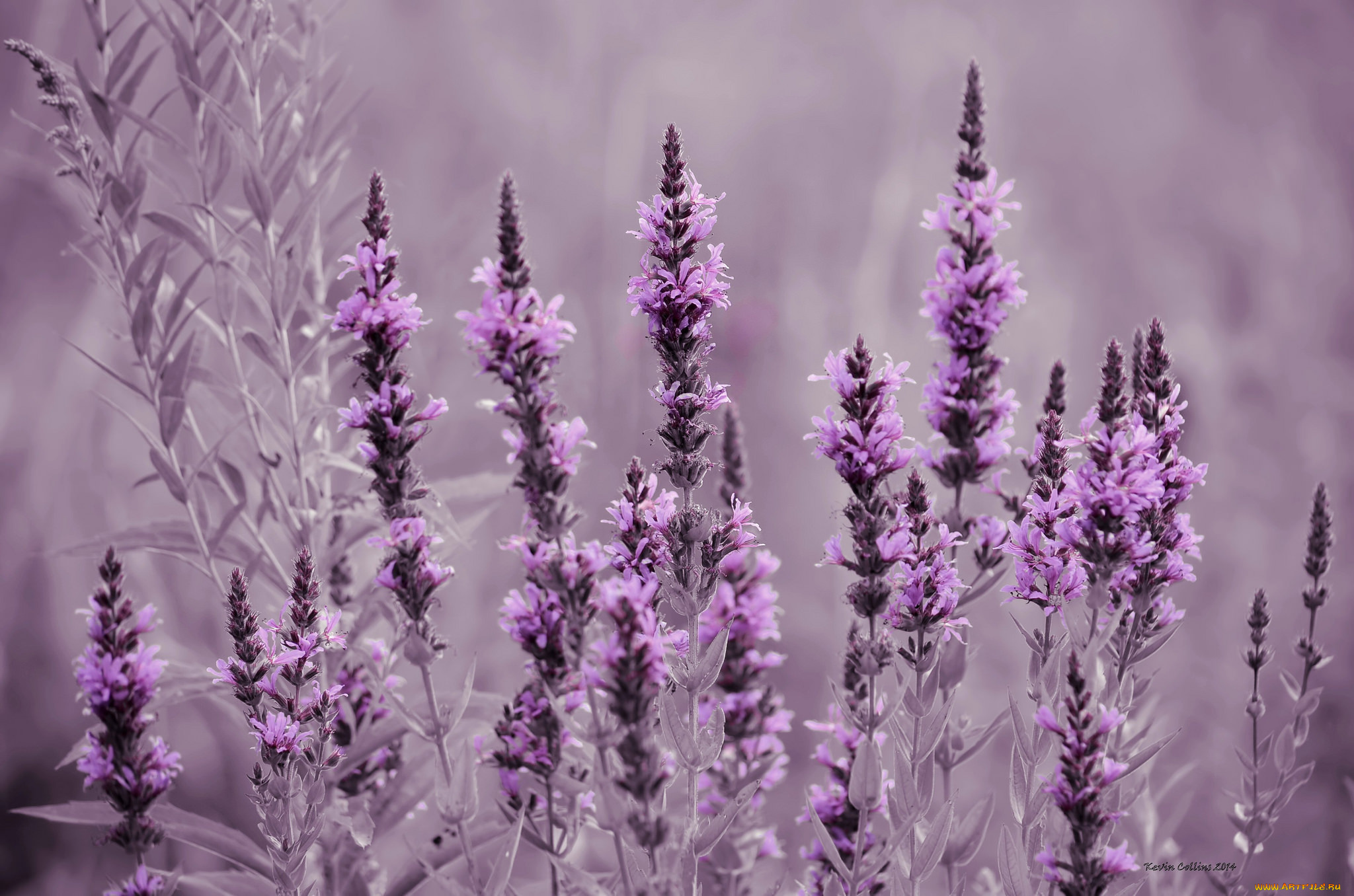 цветы, луговые, , полевые, , цветы, лаванда, луг, поле