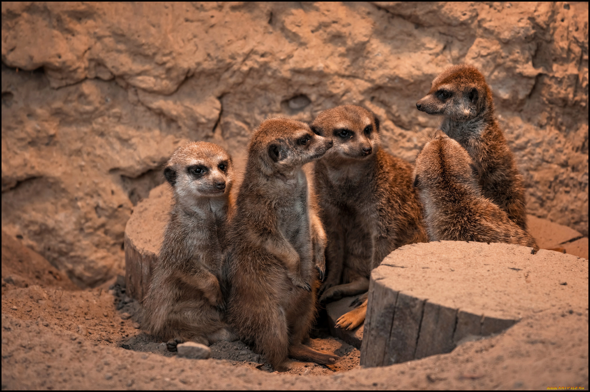 животные, сурикаты, компашка