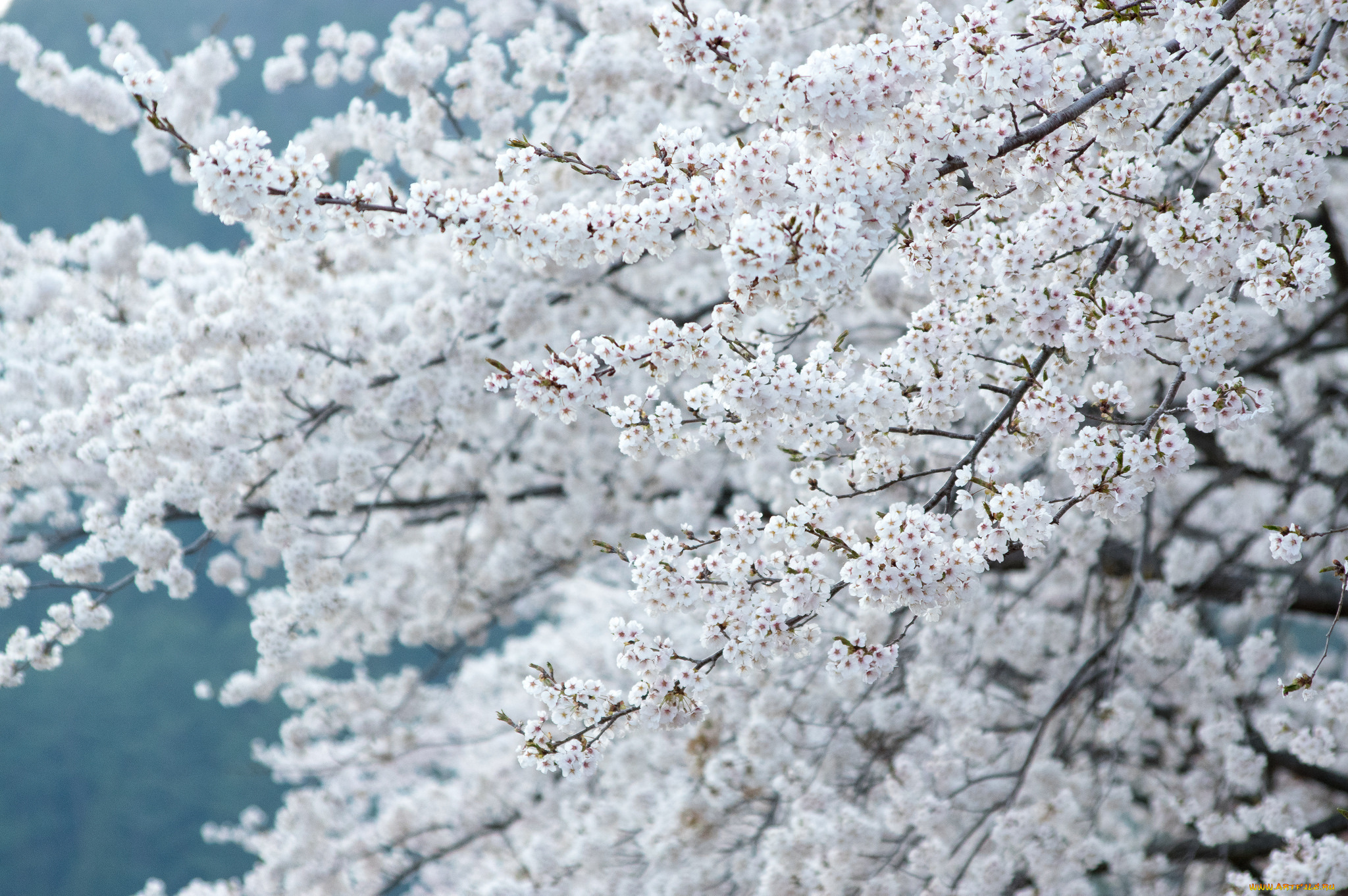 цветы, цветущие, деревья, , , кустарники, весна, ветки, дерево