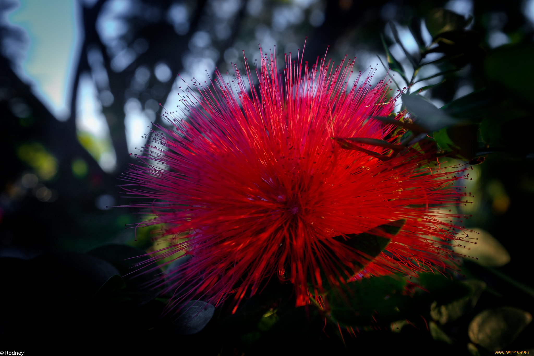 цветы, акация, цветок, розовый