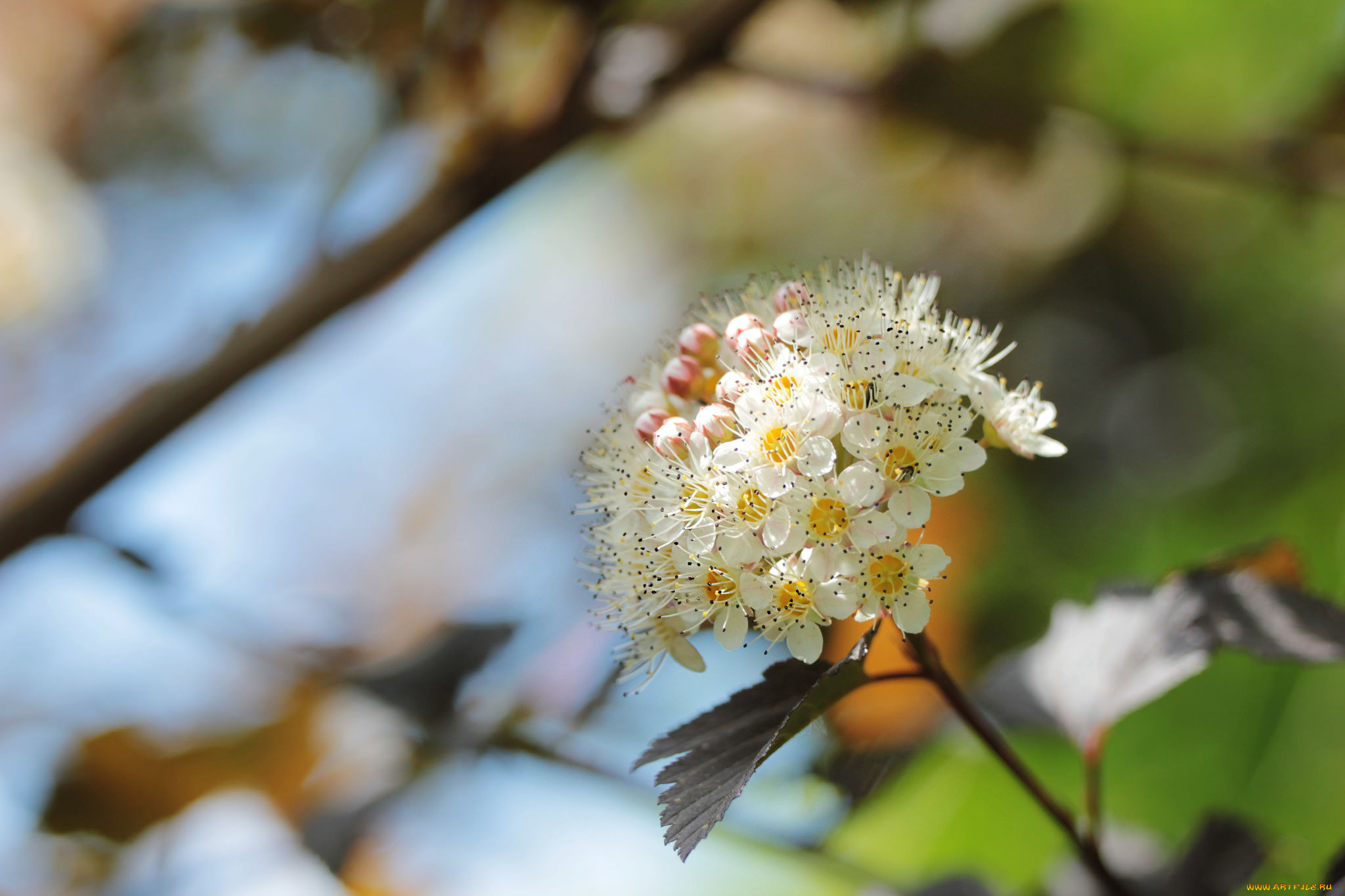 цветы, цветущие, деревья, , , кустарники, веточка, макро