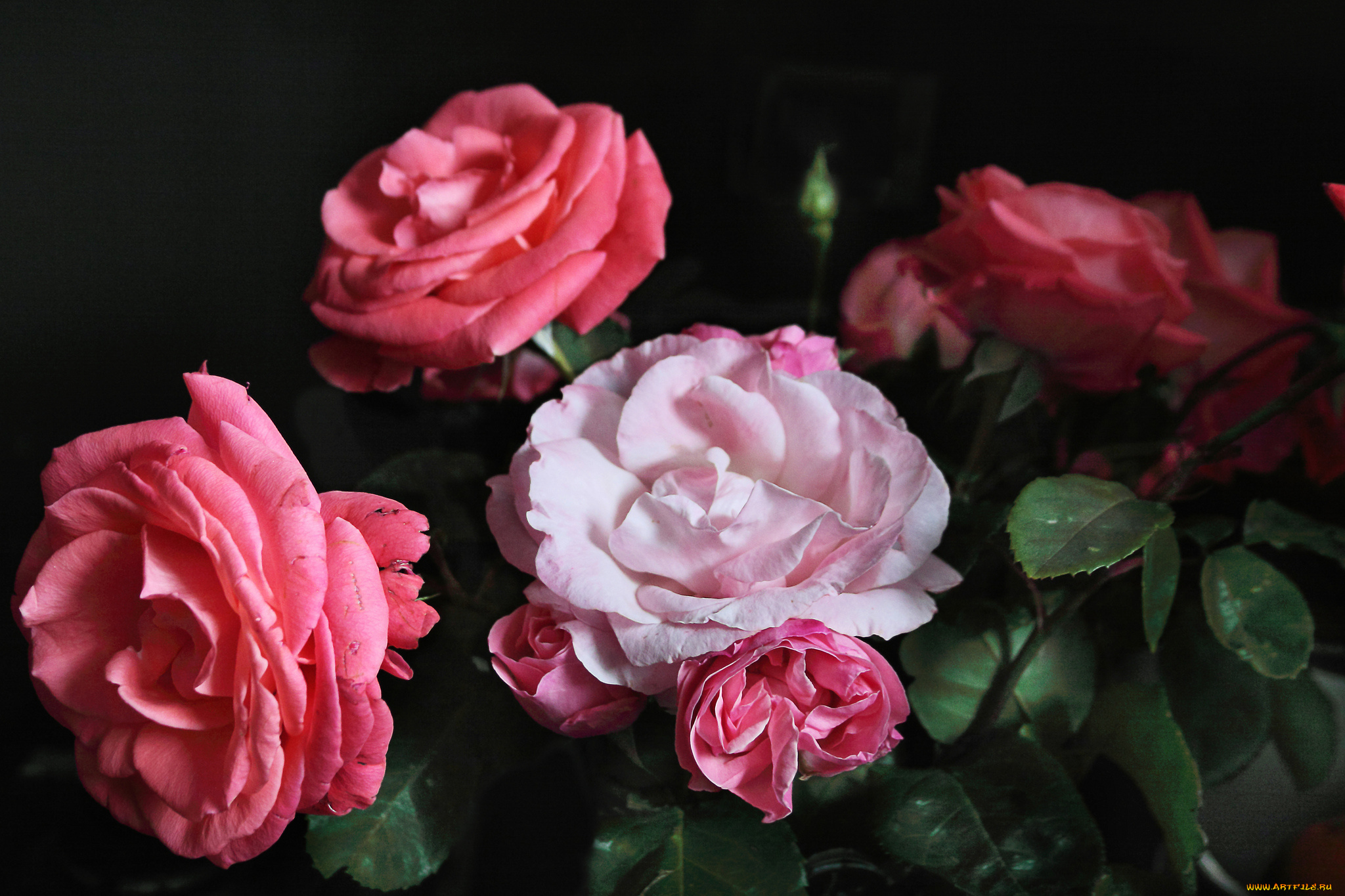 цветы, розы, розовый