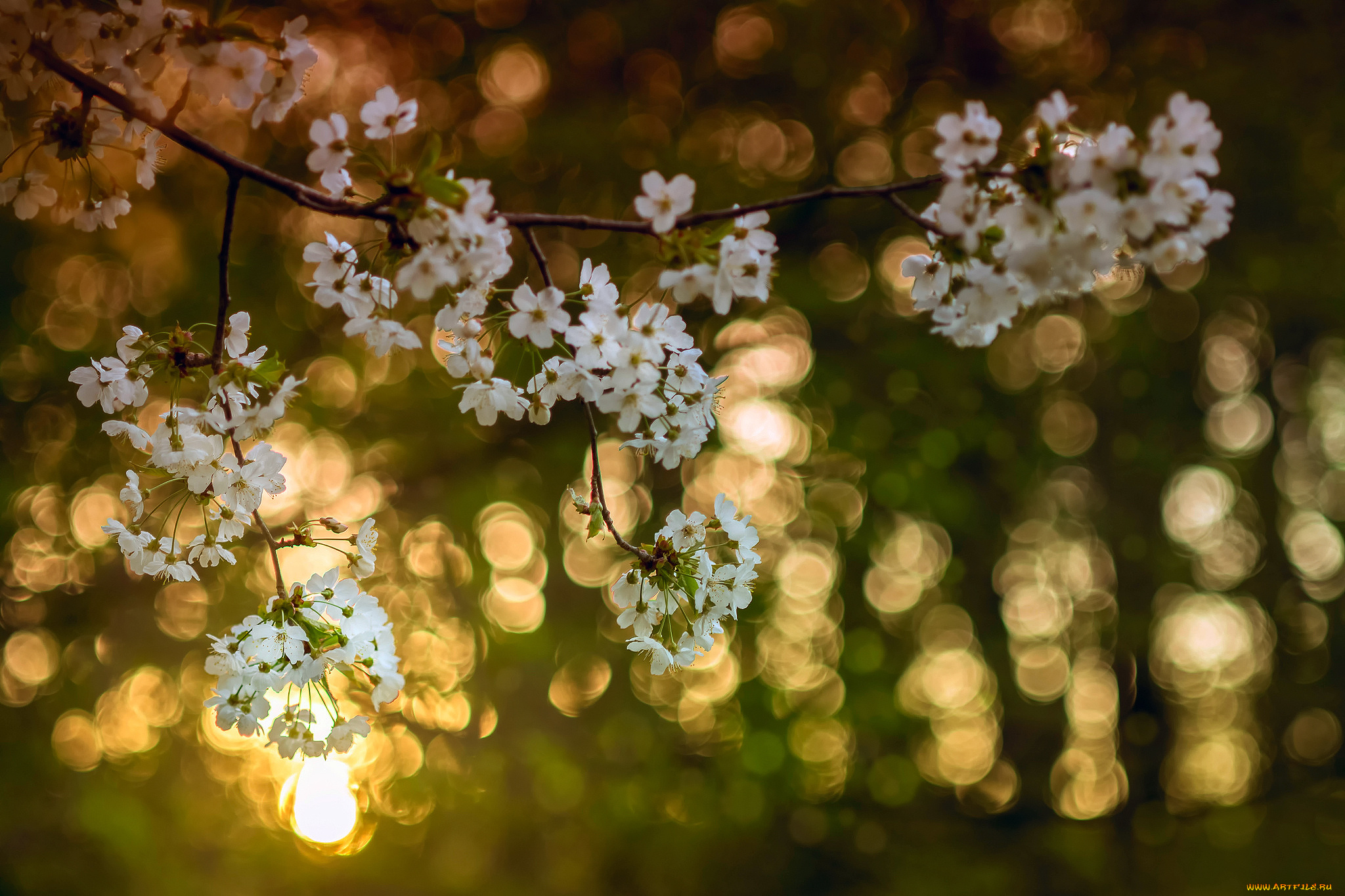 цветы, сакура, , вишня, весна, апрель, ветки, яблони, цвет, свет, боке