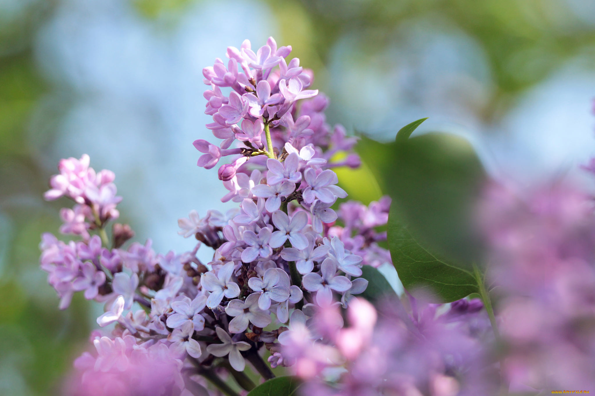 цветы, сирень, макро, небо