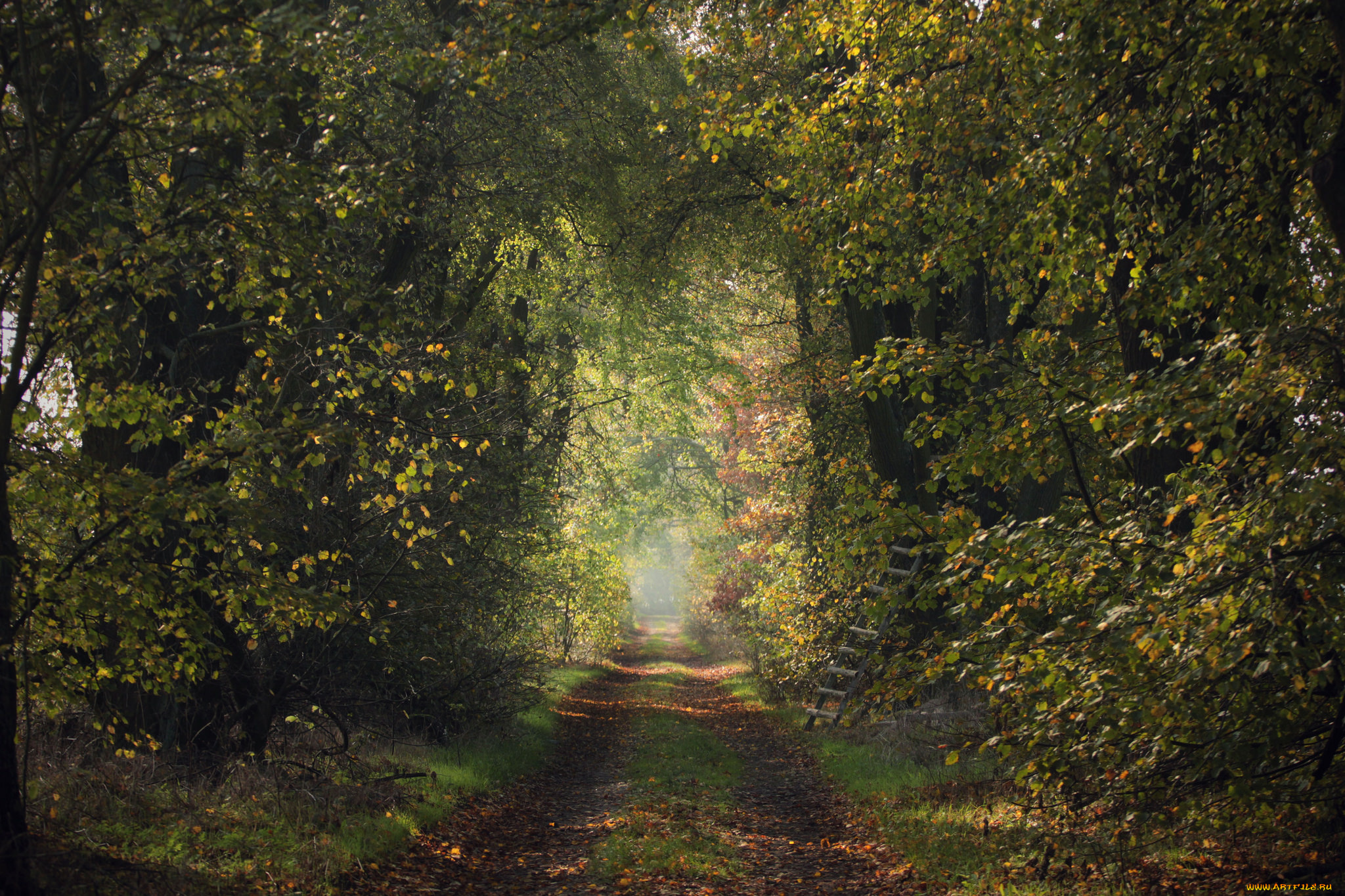 природа, дороги, дорога, лестница, деревья
