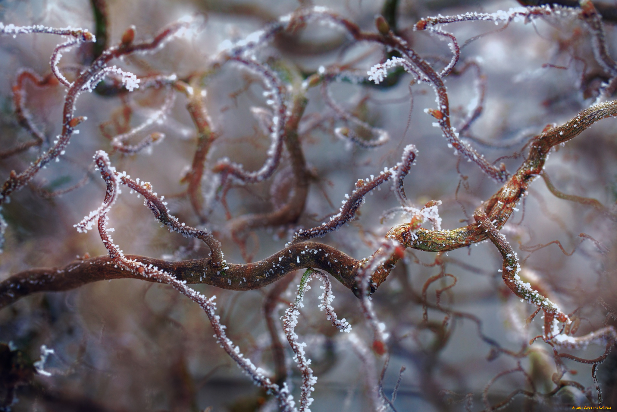 природа, макро, изморозь, льдинки, иней, ветки