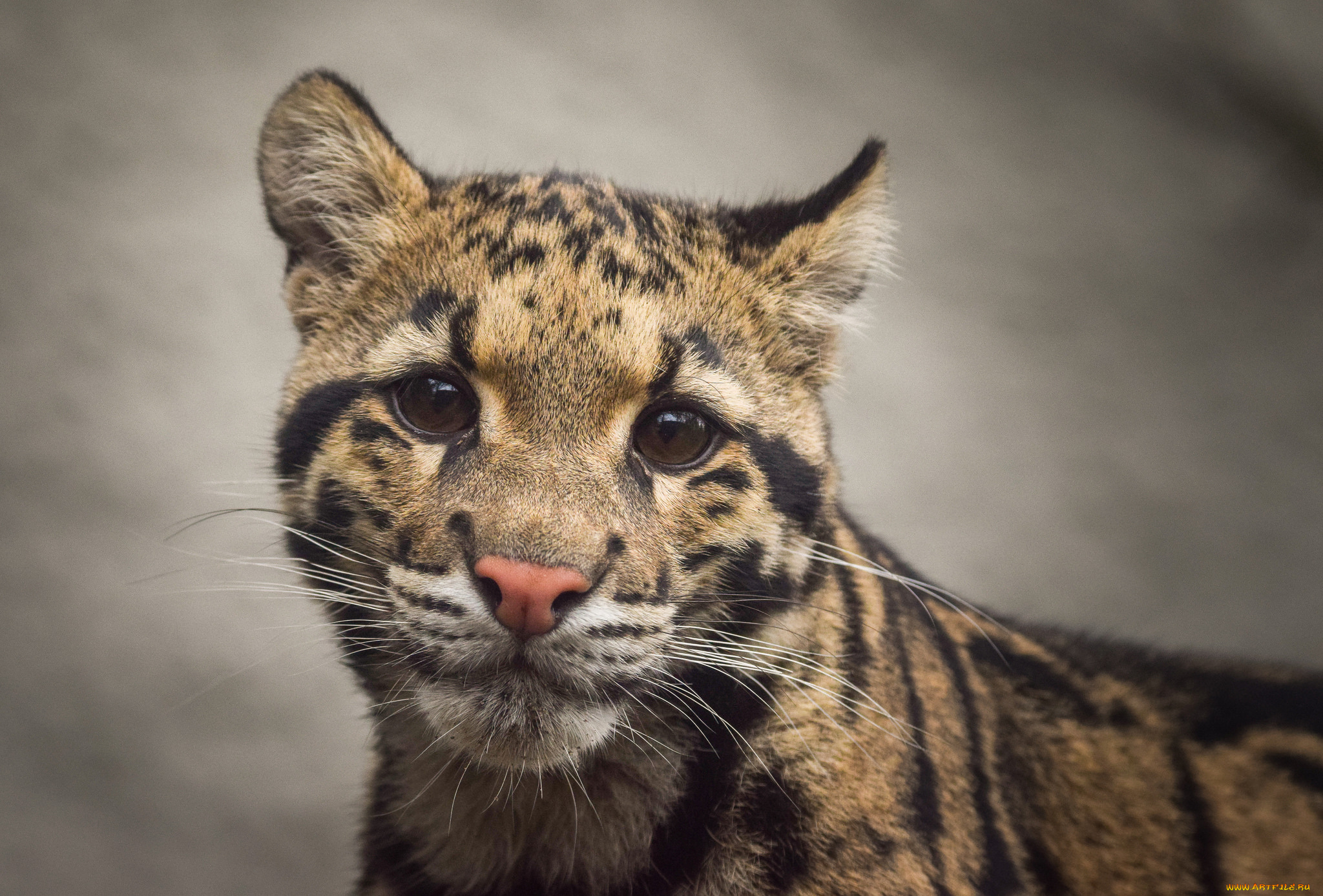 clouded, leopard, животные, дымчатые, леопарды, леопард
