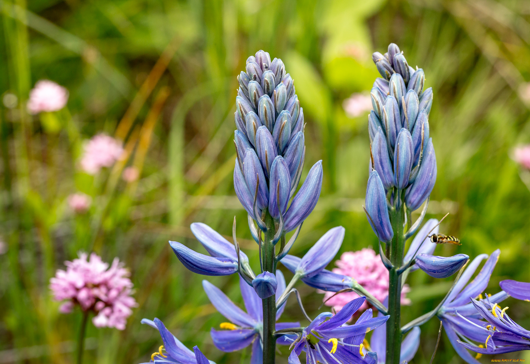 цветы, луговые, , полевые, , цветы, макро