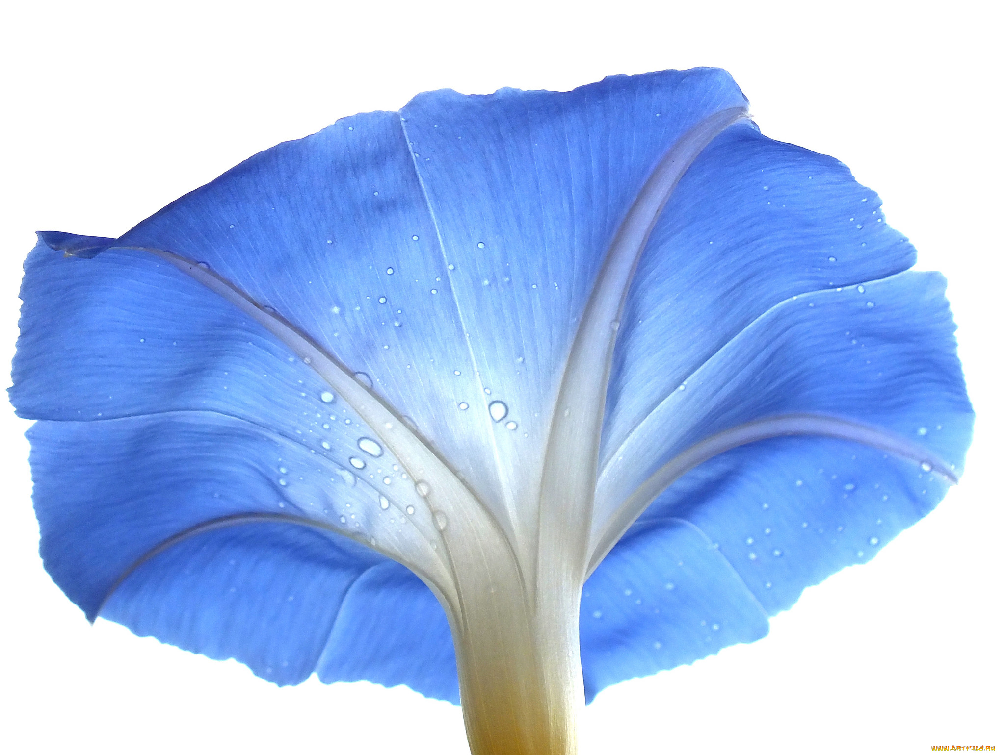 цветы, вьюнки, , ипомеи, белый, фон, цветок, капли, роса, вьюнок, голубой