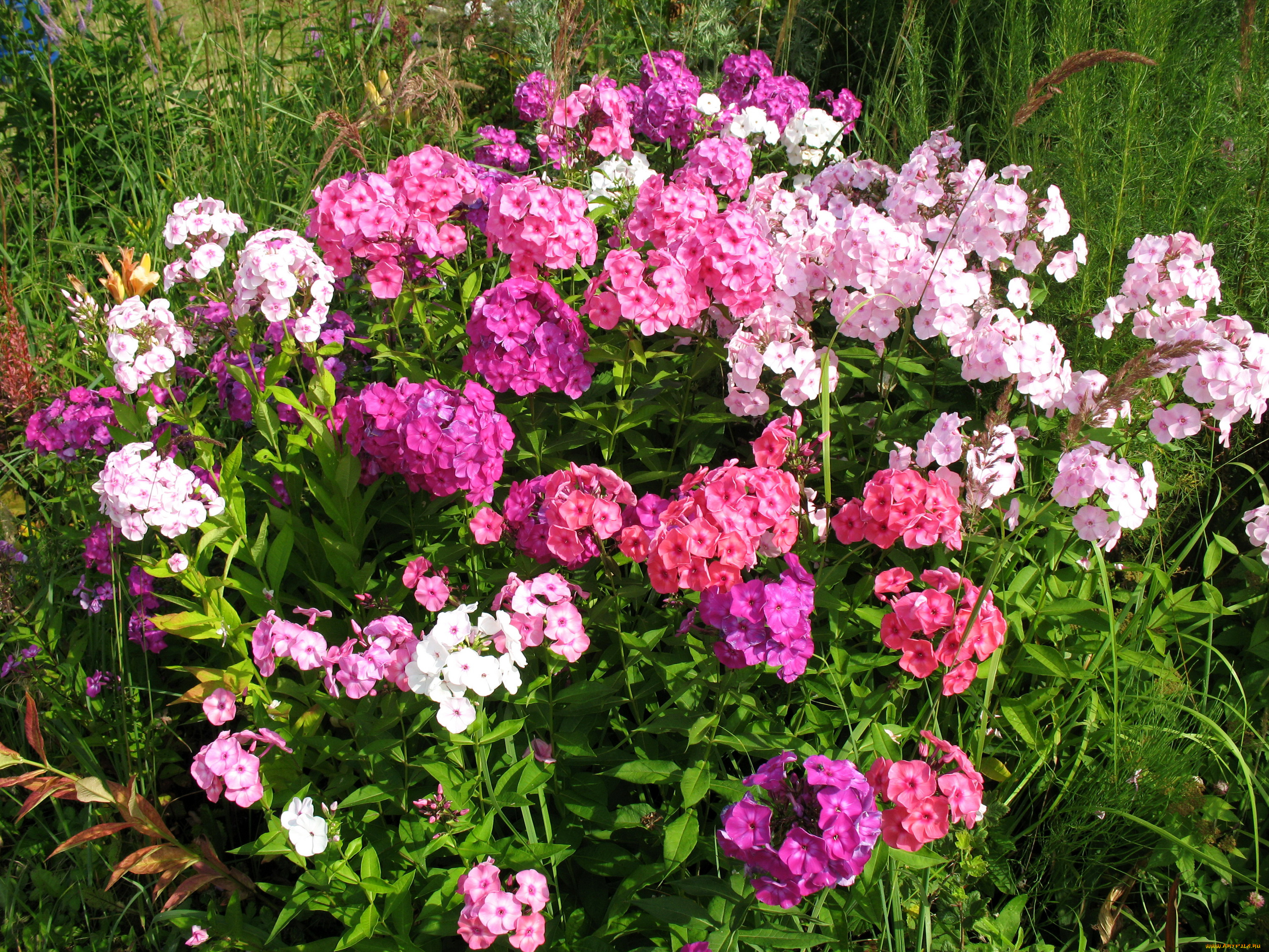 цветы, флоксы, много, сад