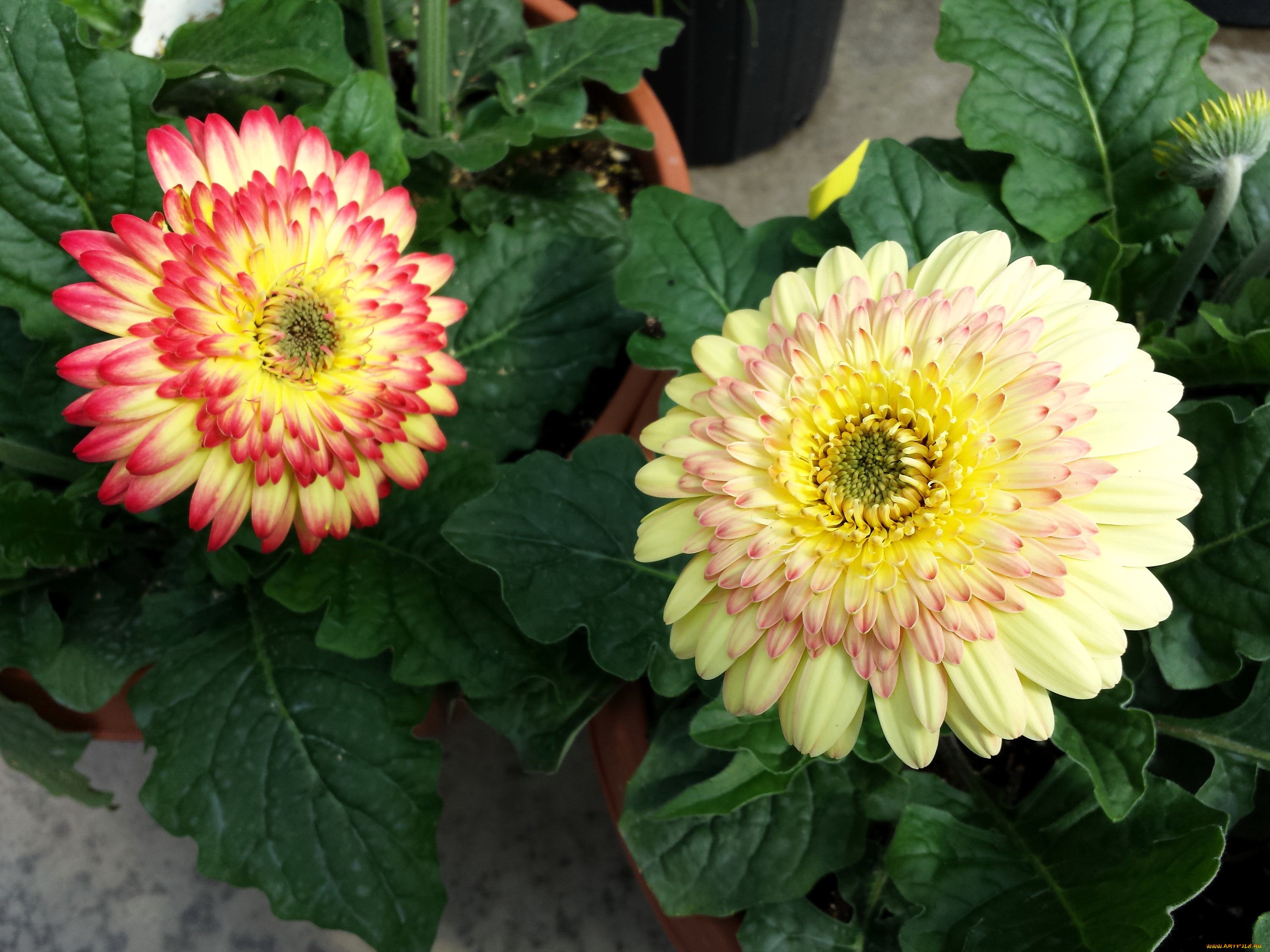 цветы, герберы, листья