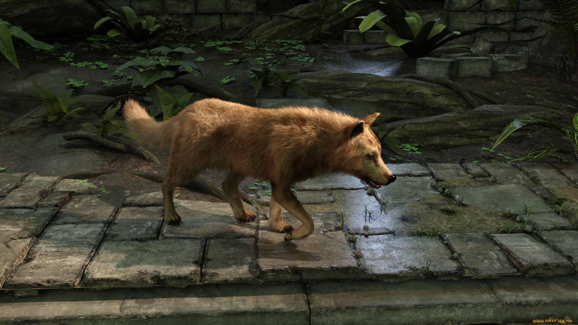 3д, графика, животные, , animals, волк, фон