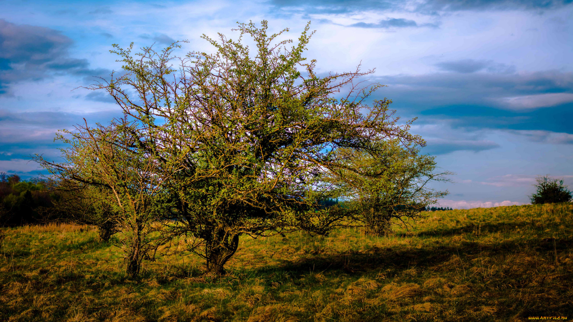 природа, деревья, крона, дерево