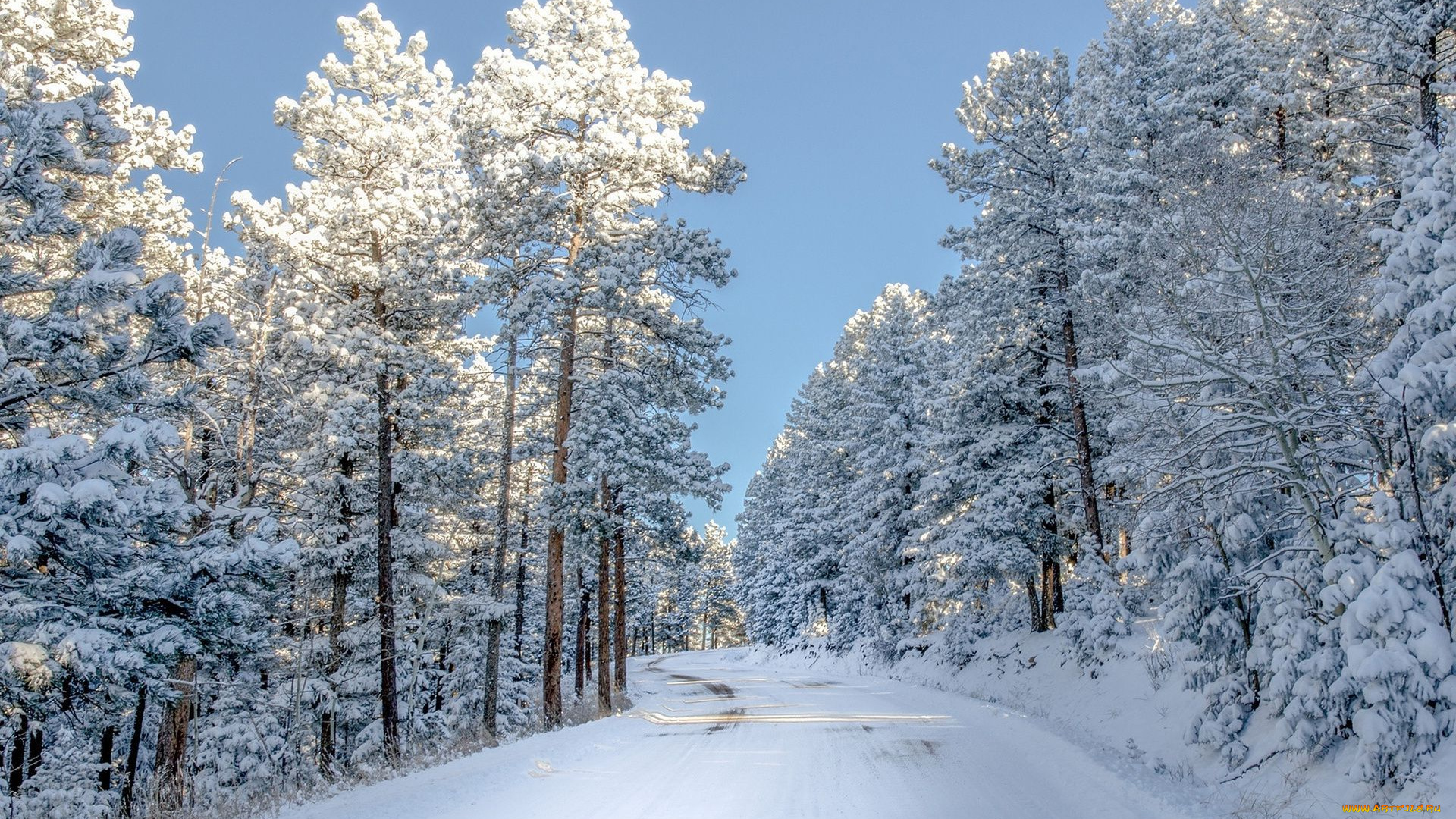 природа, дороги, лес, дорога, снег