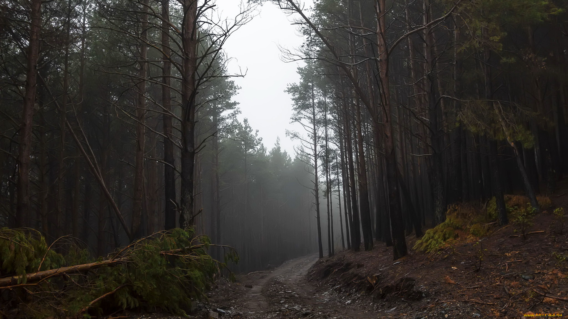 природа, дороги, осень, дорога, лес