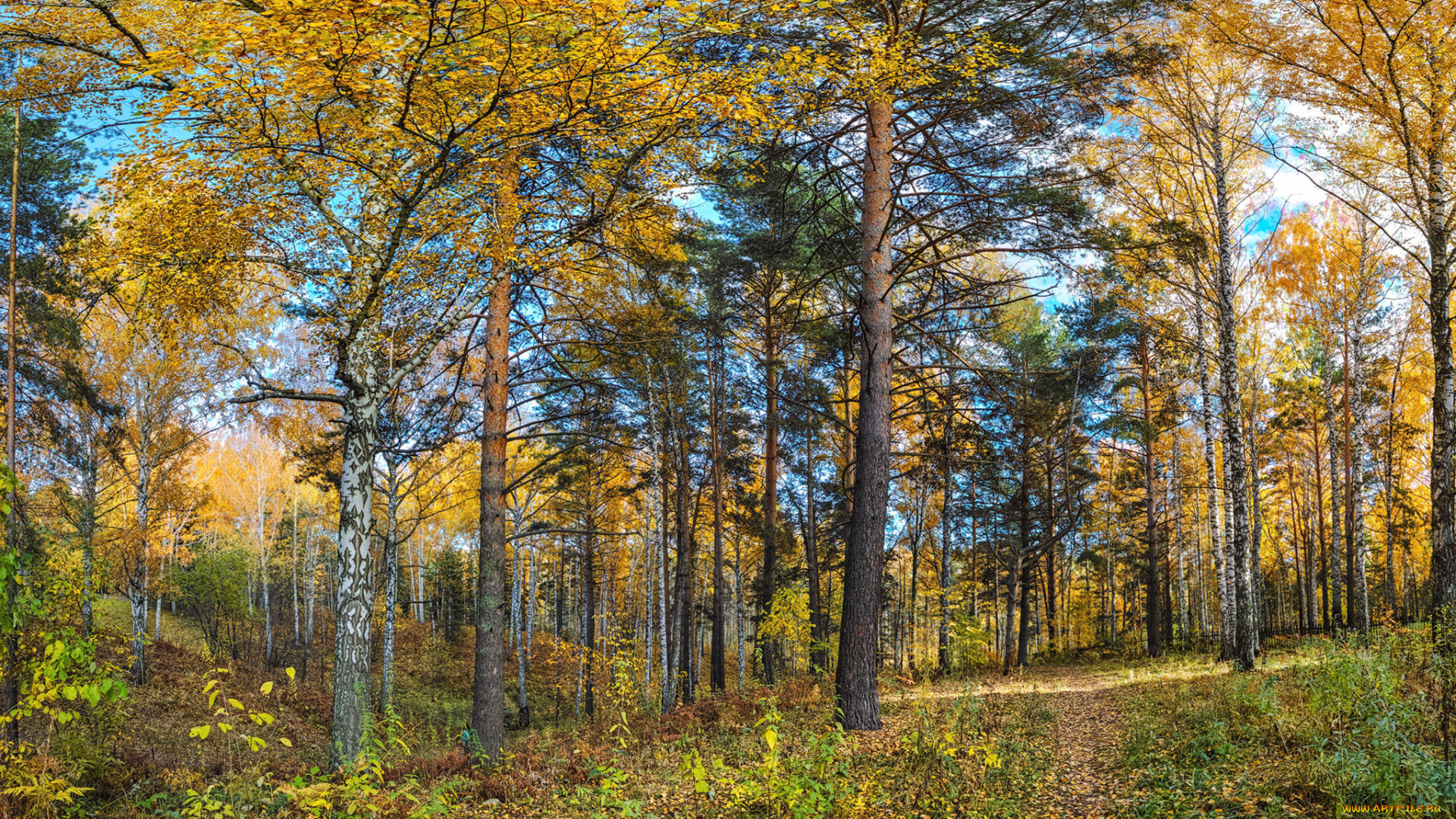 природа, лес, деревья, стволы