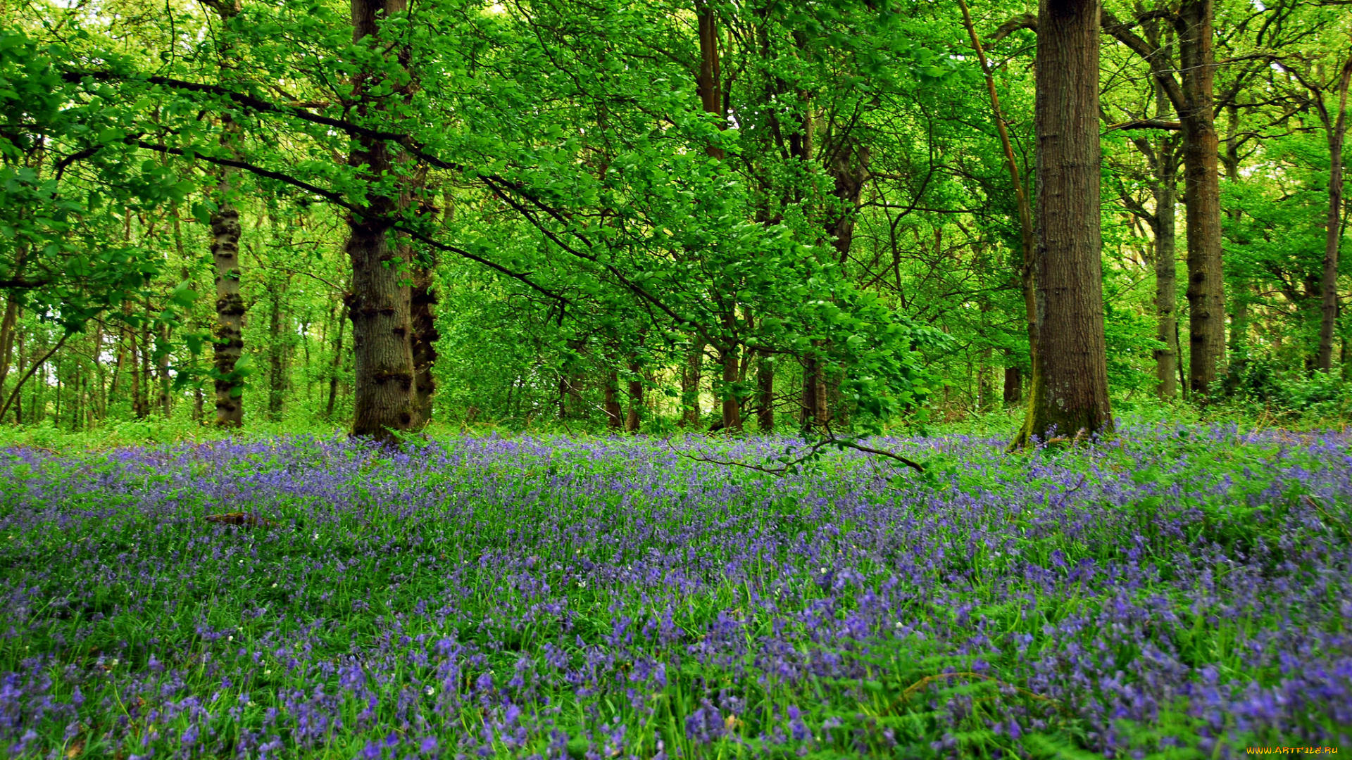 природа, лес, стволы, деревья