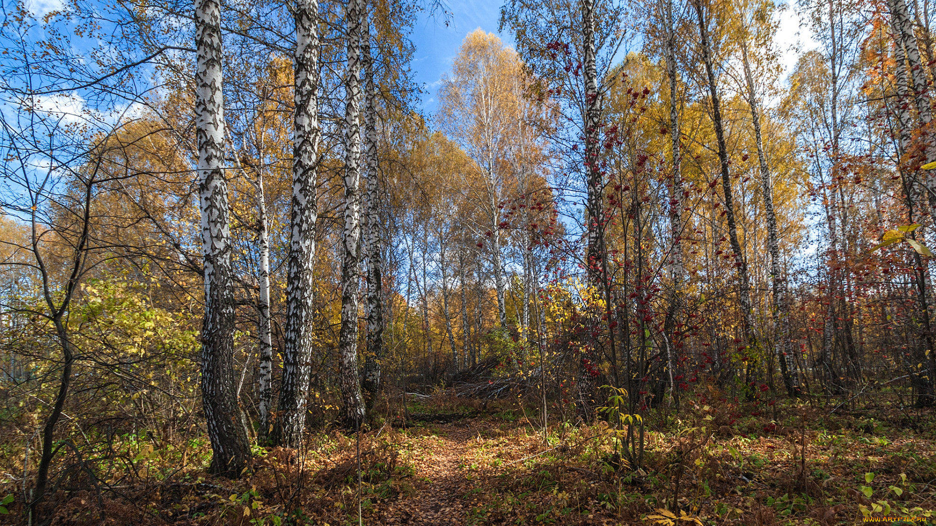 природа, лес, стволы, деревья