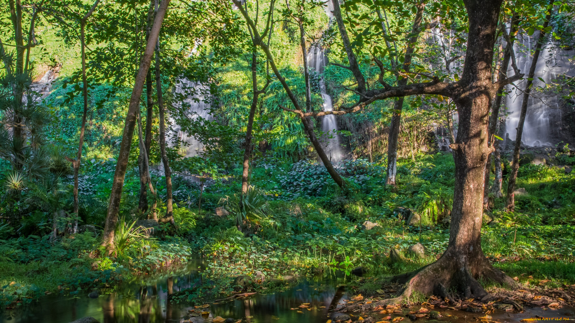 природа, лес, стволы, деревья