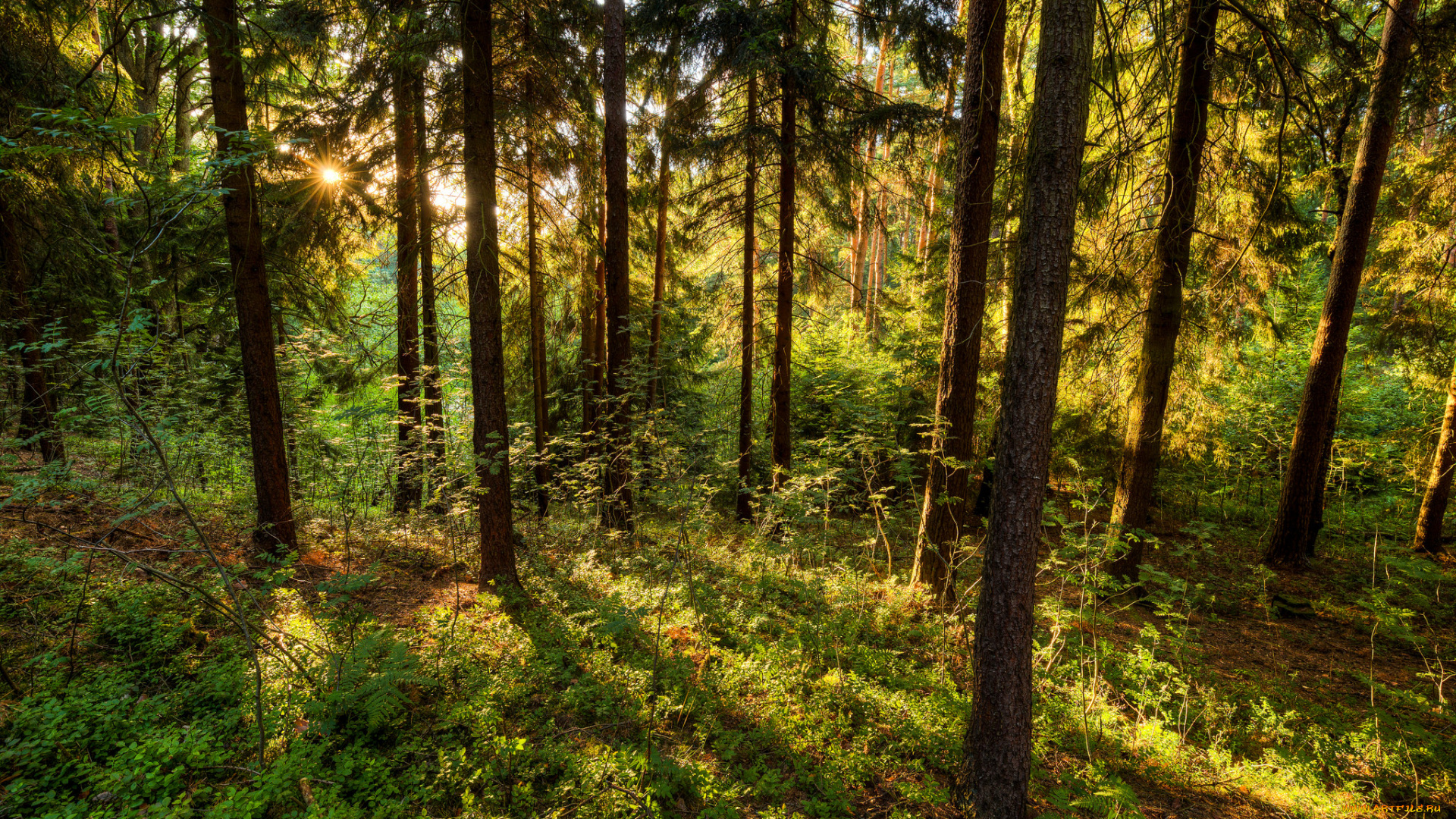 природа, лес, стволы, деревья