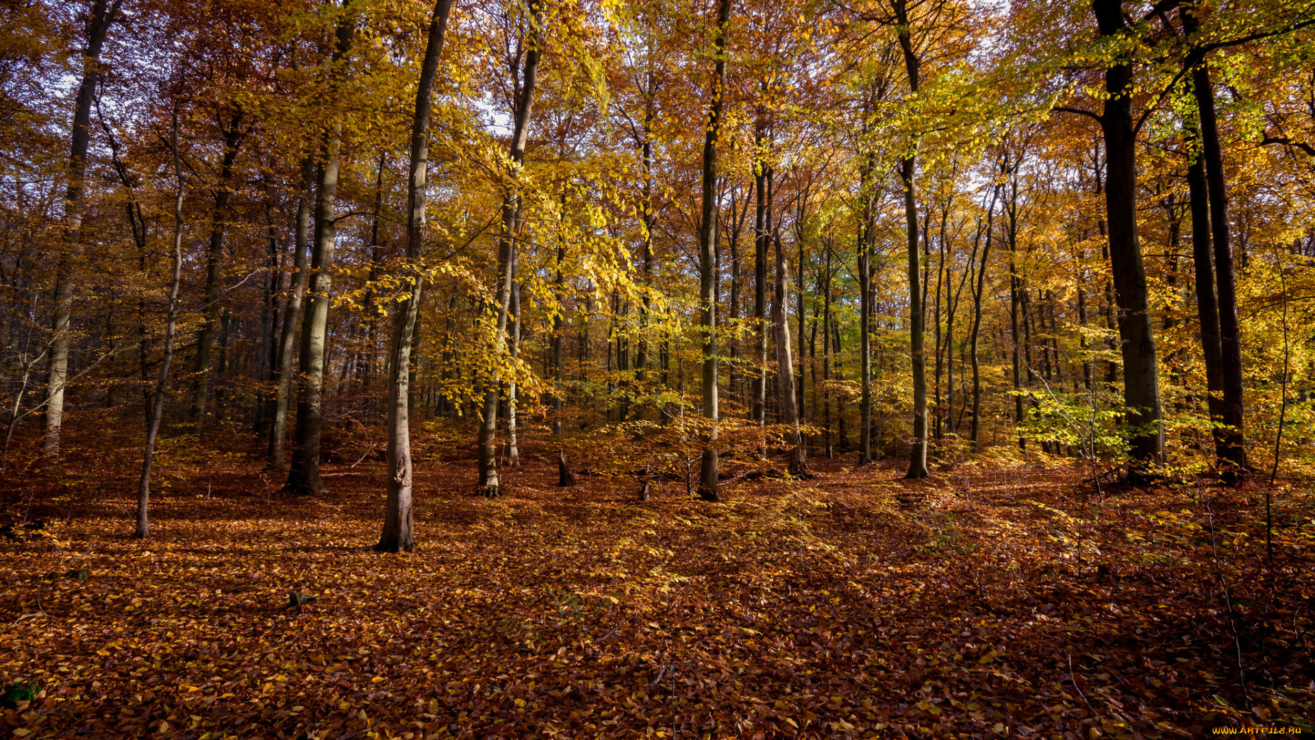 природа, лес, стволы, деревья