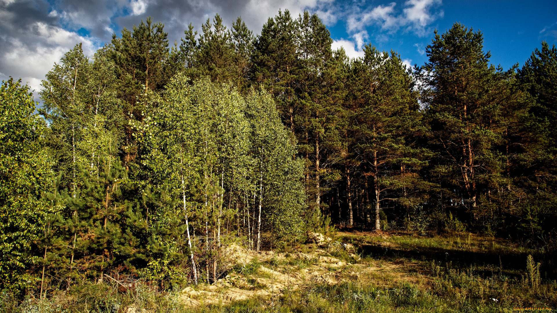 природа, лес, стволы, деревья