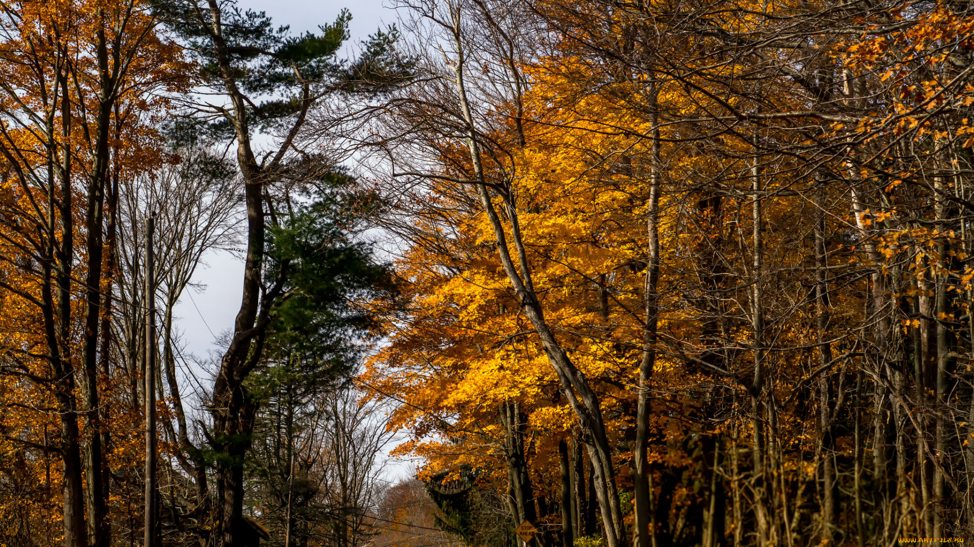 природа, лес, стволы, деревья