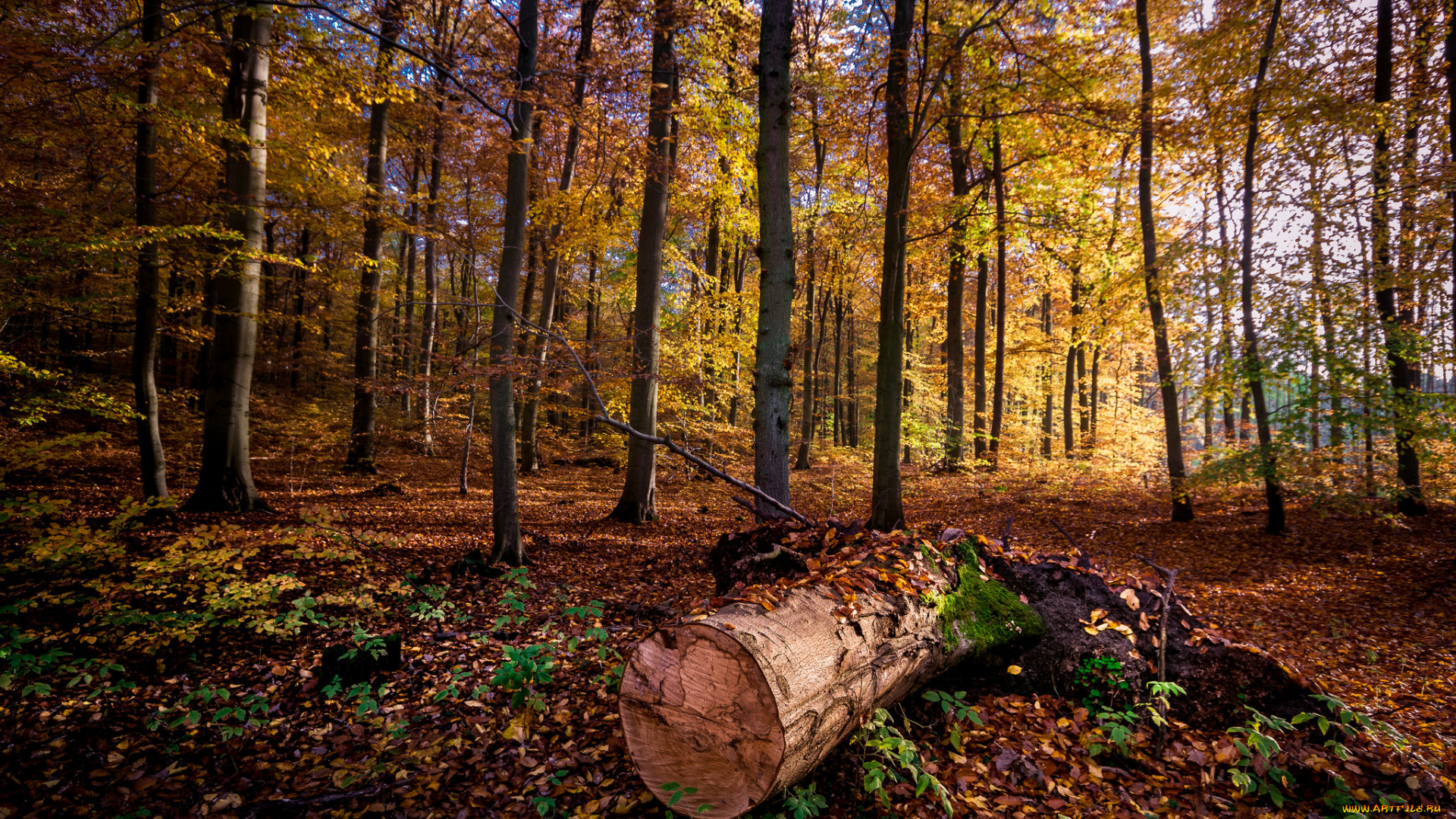 природа, лес, стволы, деревья
