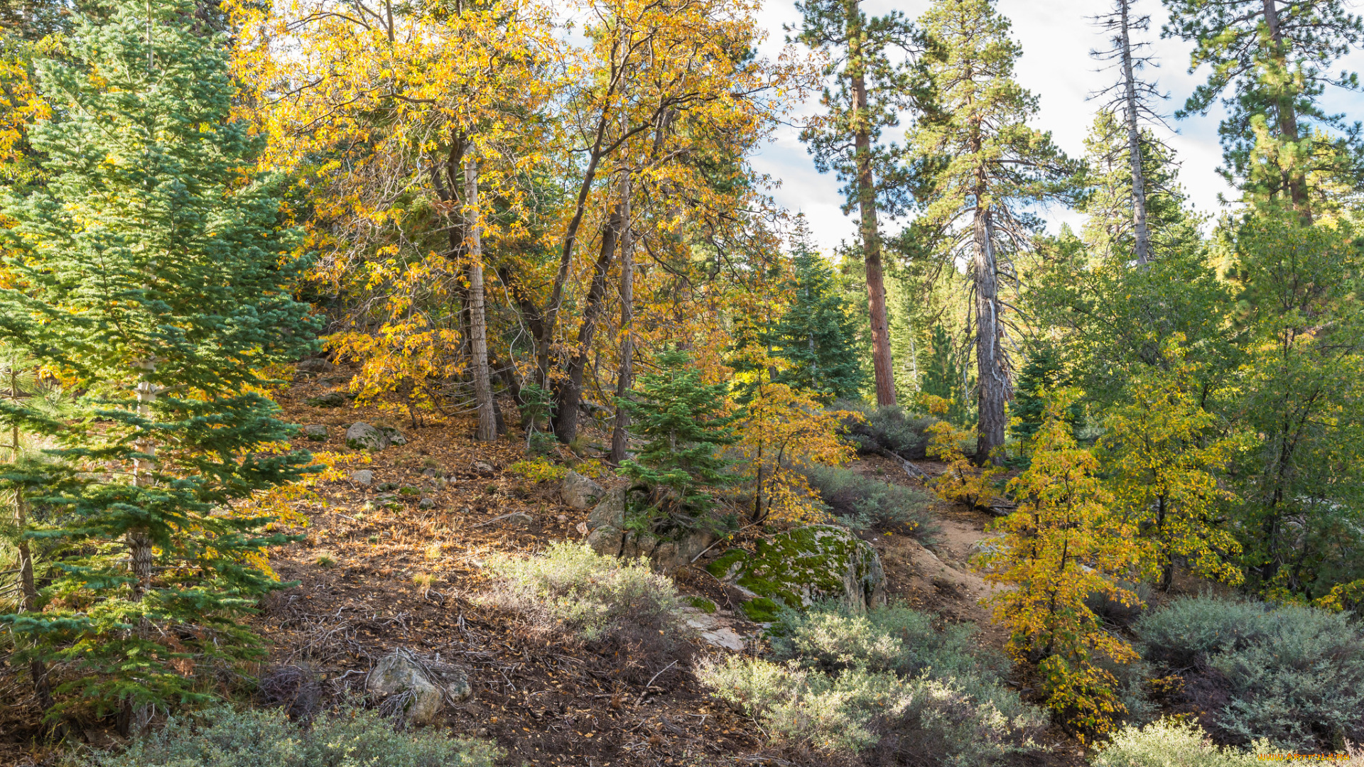 природа, лес, стволы, деревья