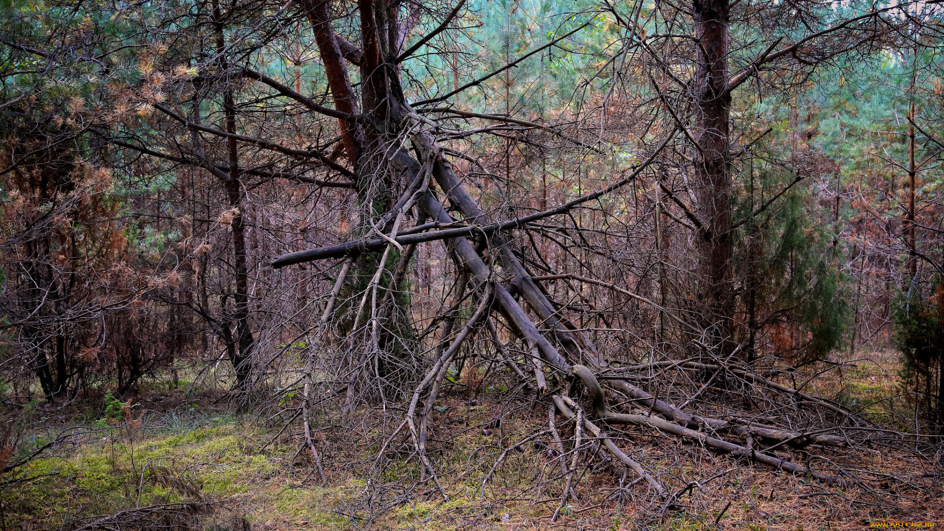 природа, лес, стволы, деревья