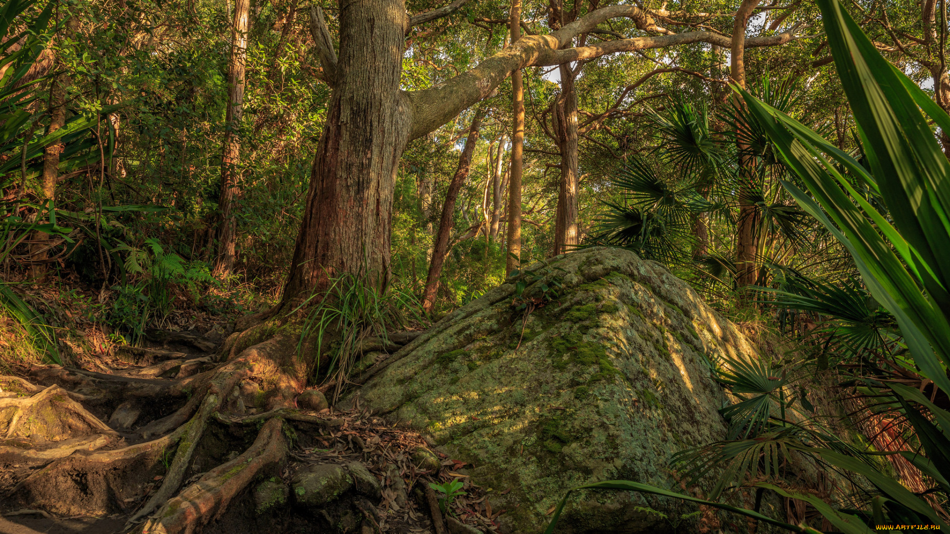 природа, лес, стволы, деревья