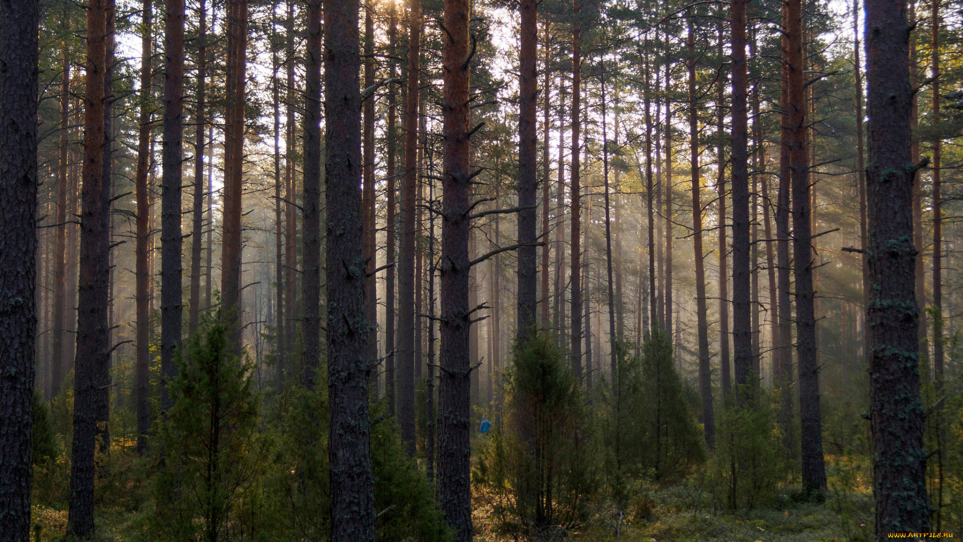 природа, лес, стволы, деревья