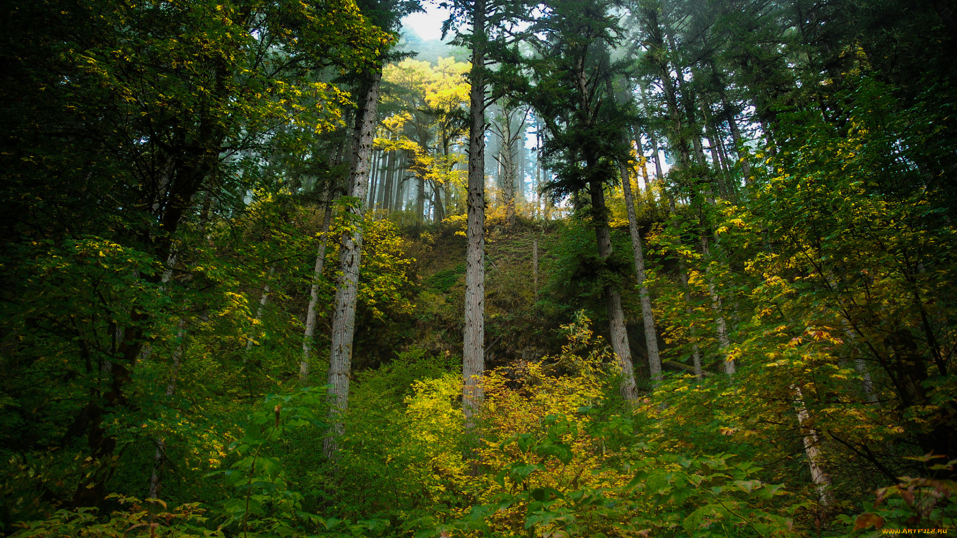 природа, лес, стволы, деревья