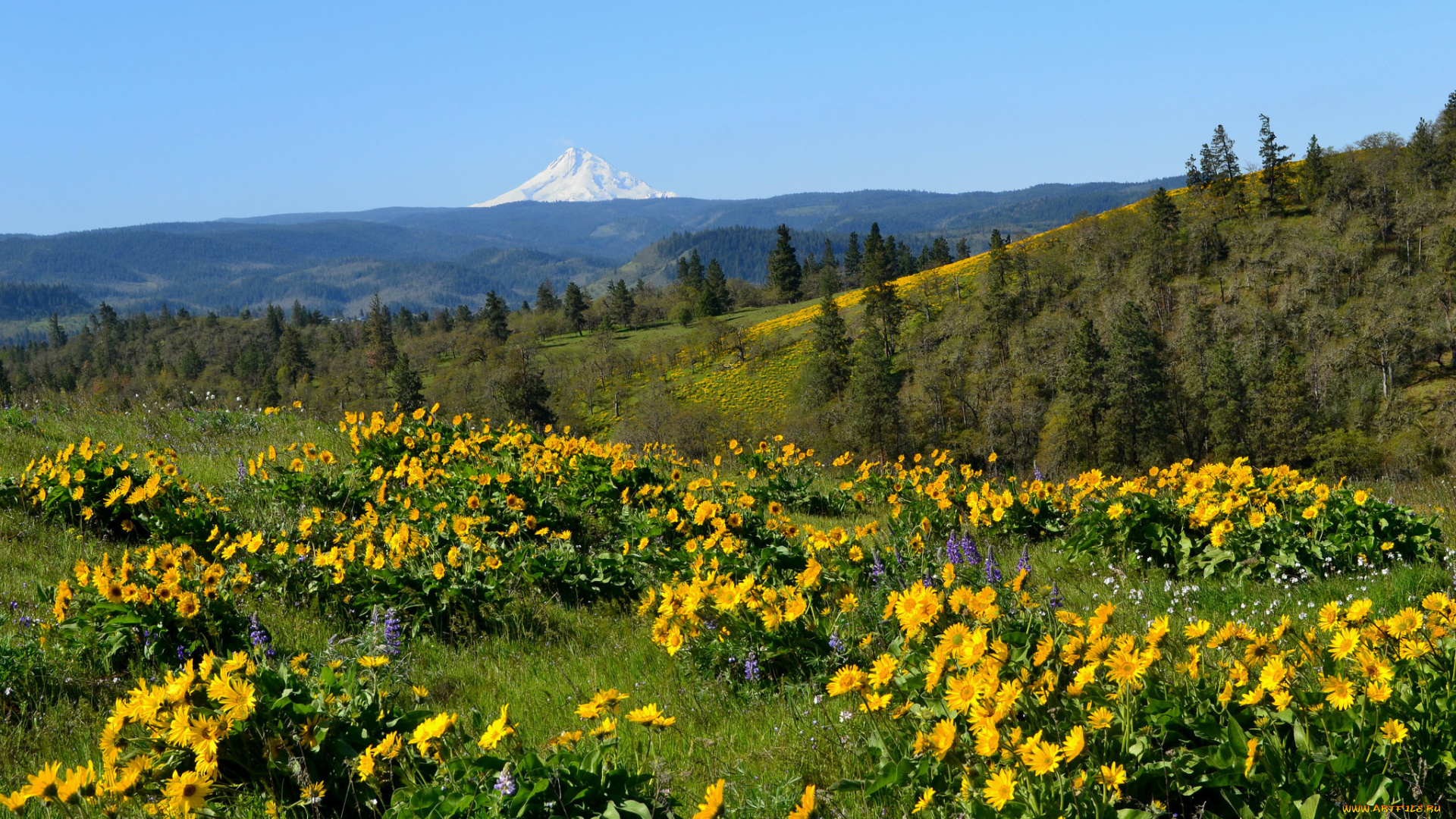 природа, луга, цветы, трава