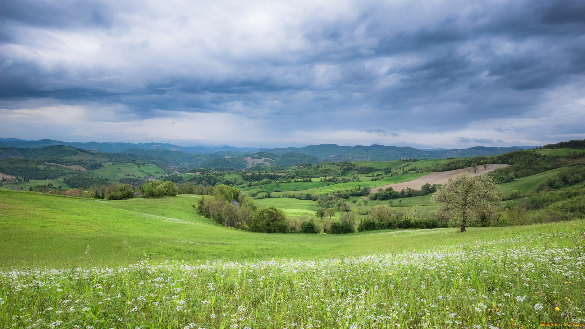 природа, луга, простор